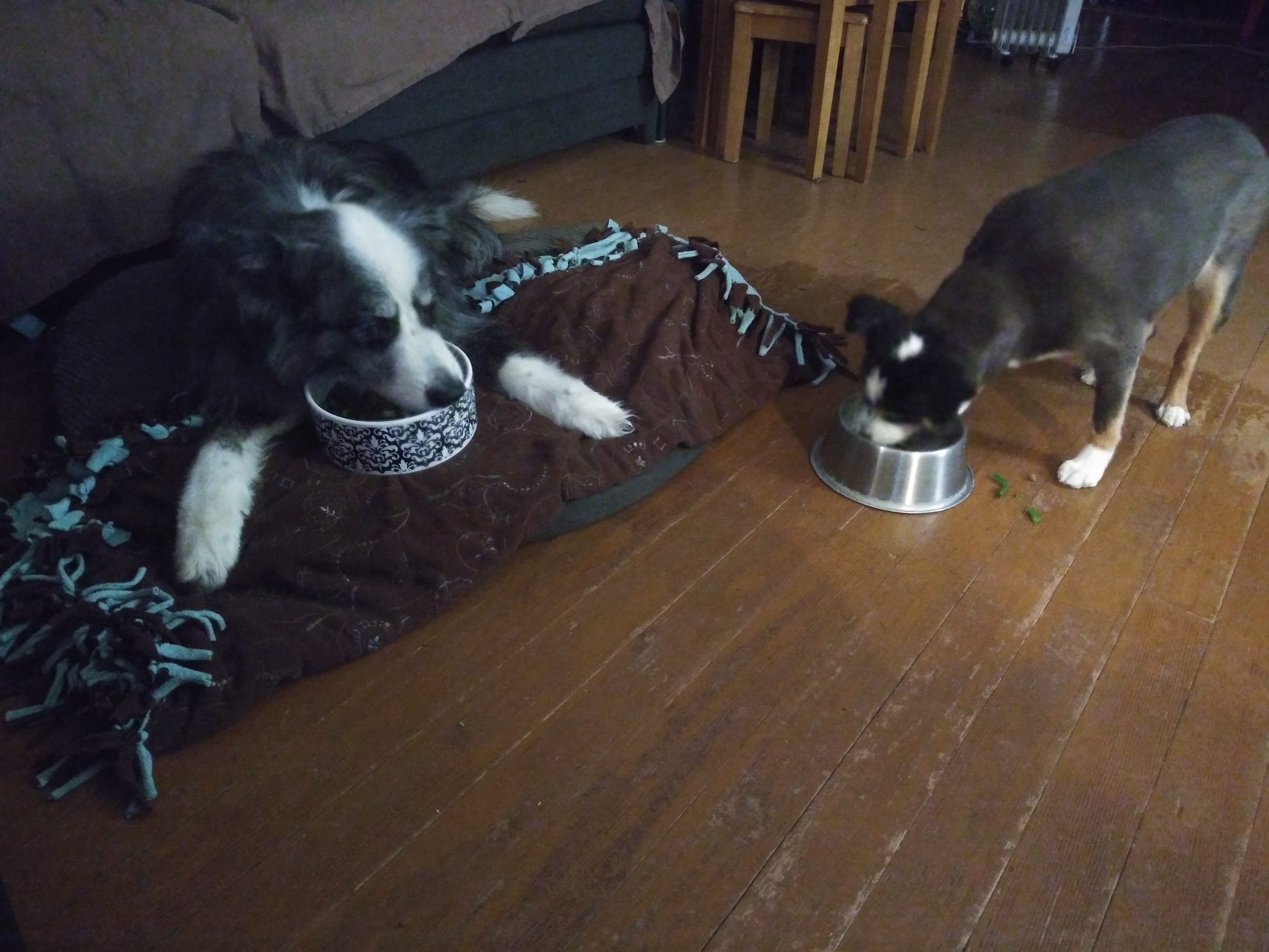 Barney&Dino20201111-eating