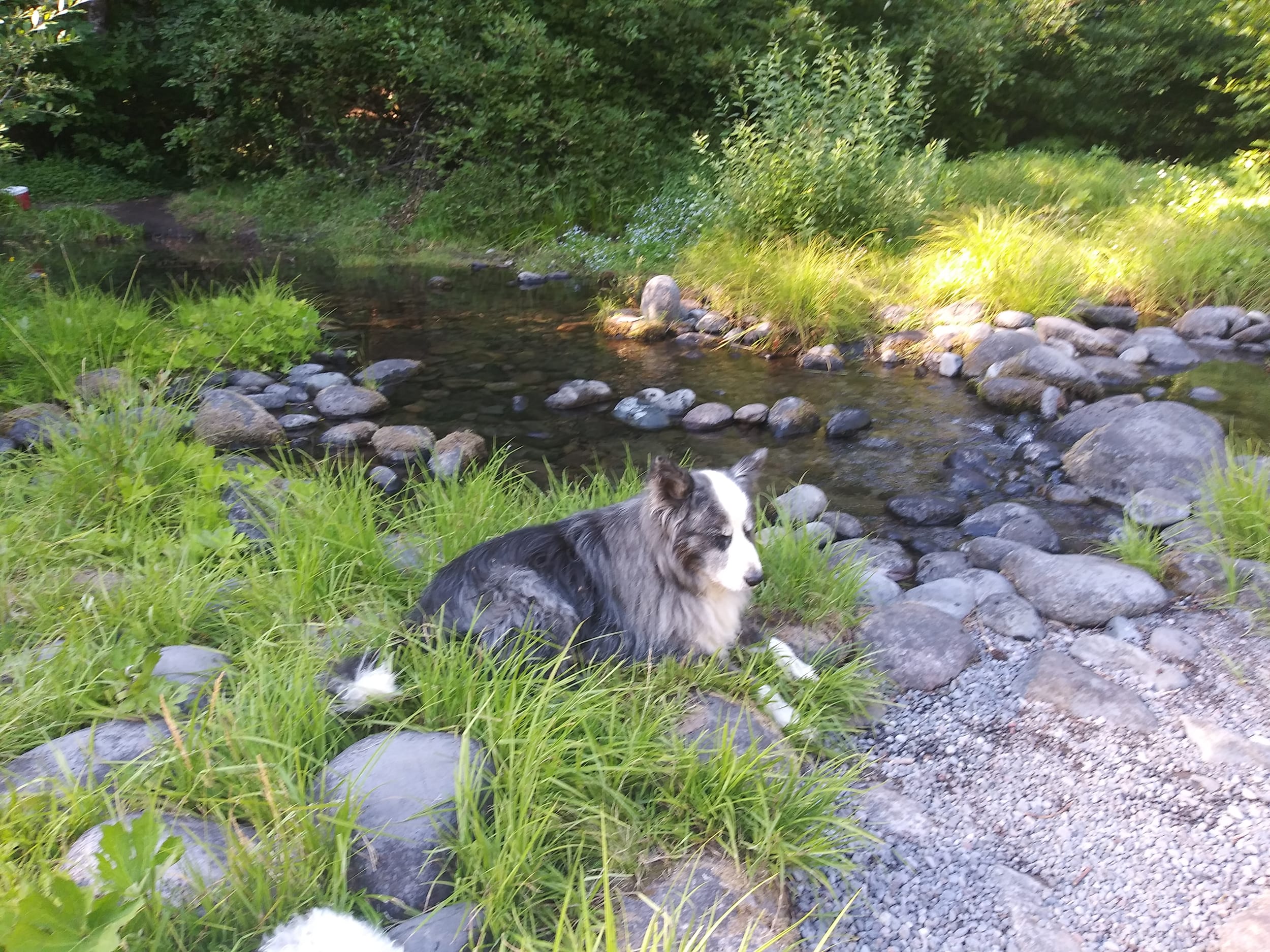 DinoByRiver20200809e
