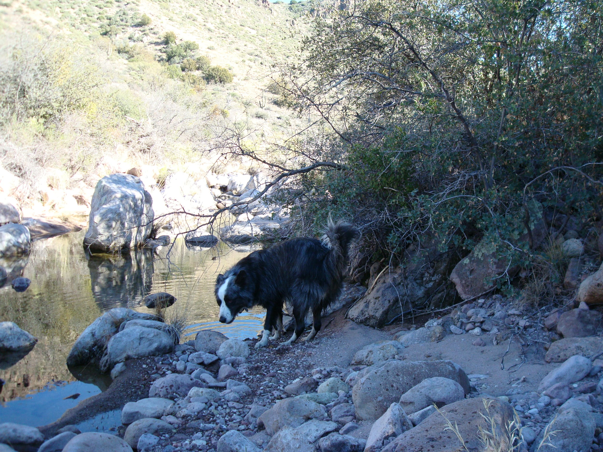 DinoByaCreek-jan2011a