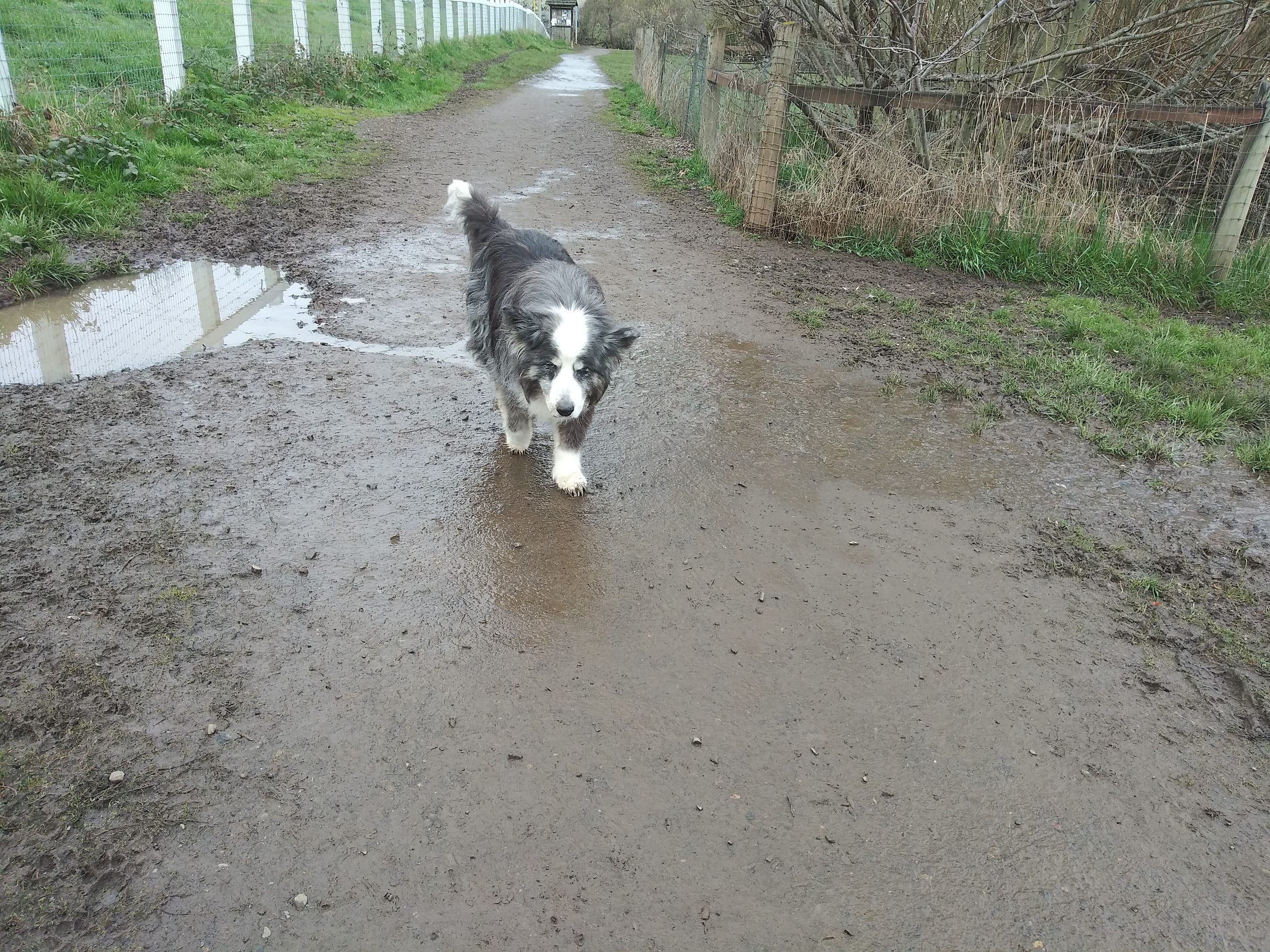 dino-pedro-dogpark20230327f