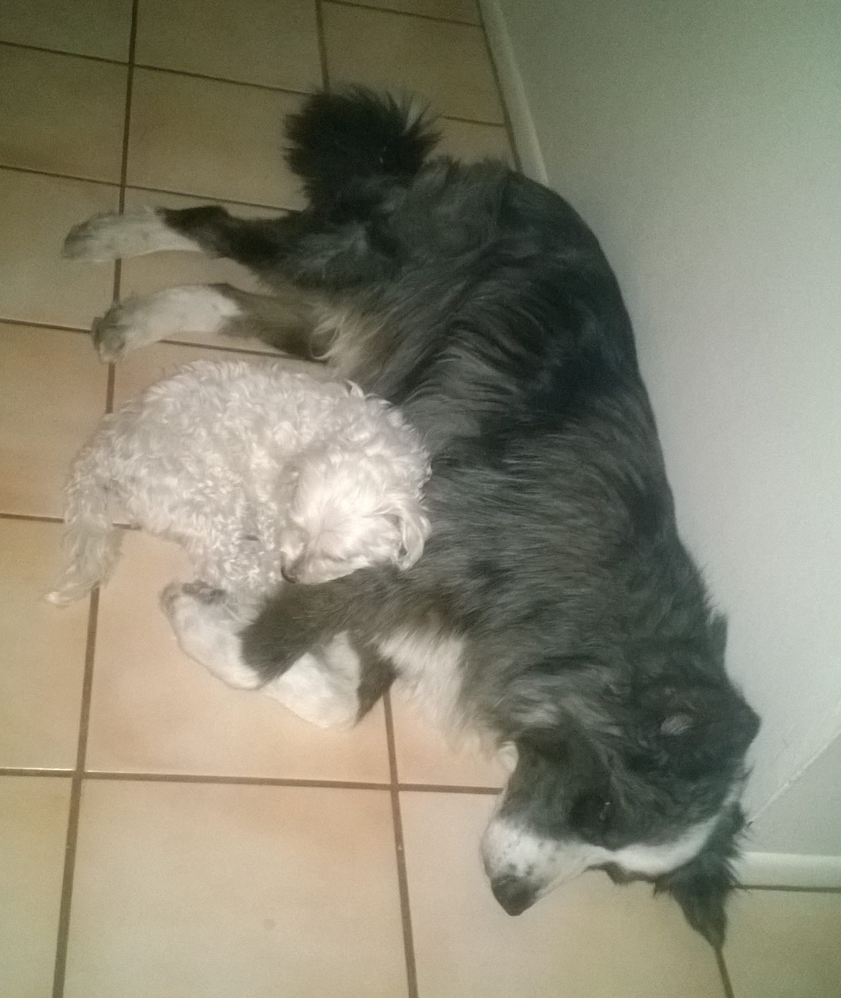 DinoHarleySleepingTogether-may2014