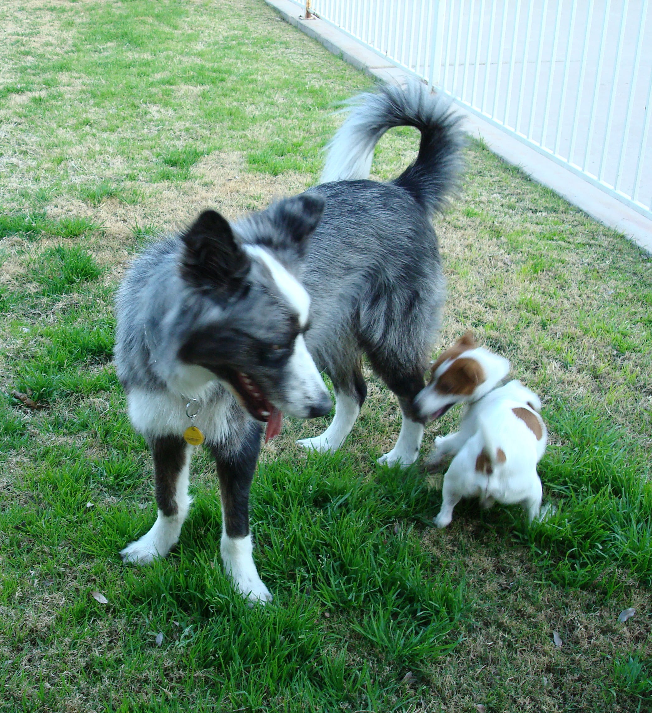 Dino&LaceysDogp20090111e