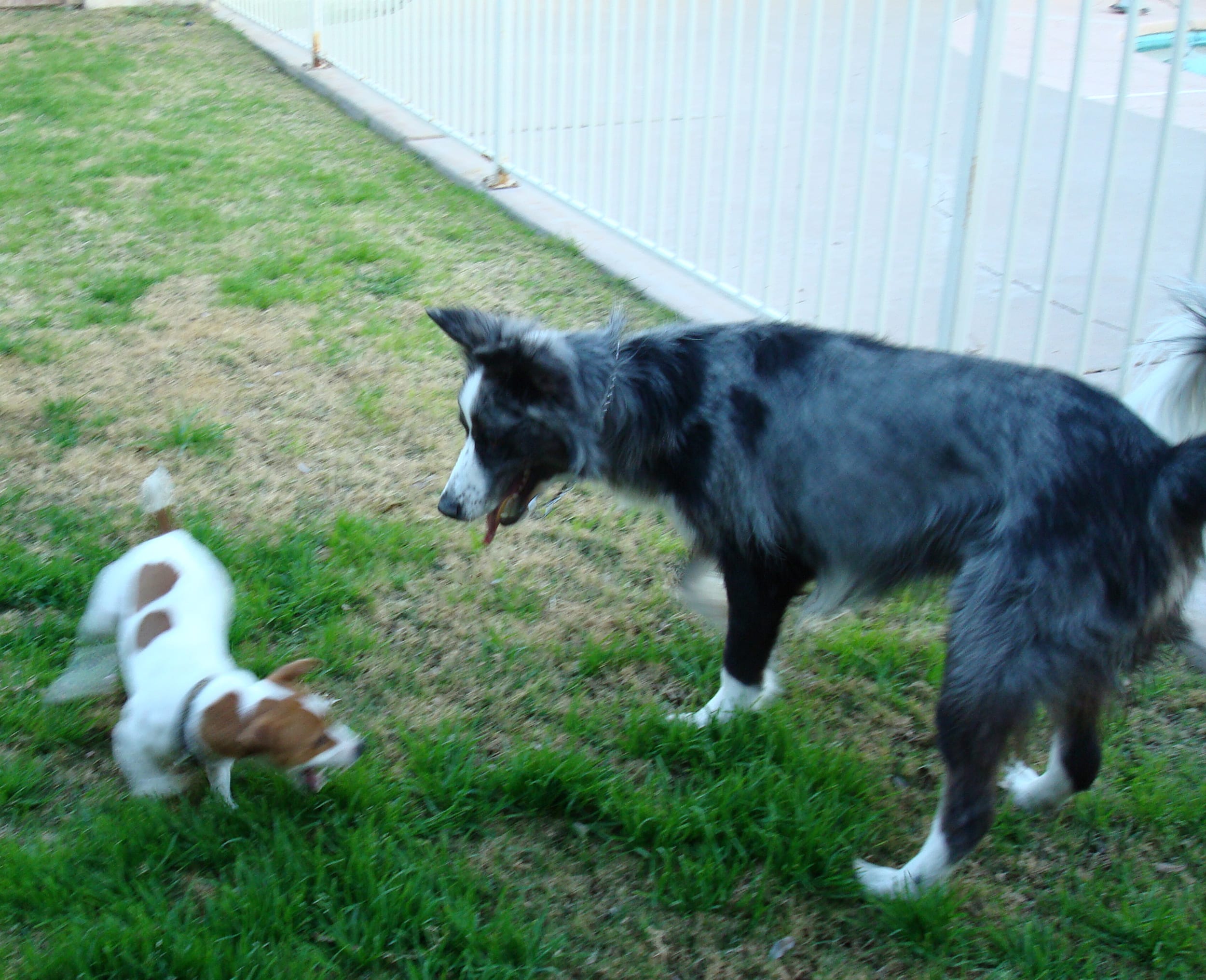 Dino&LaceysDogp20090111c