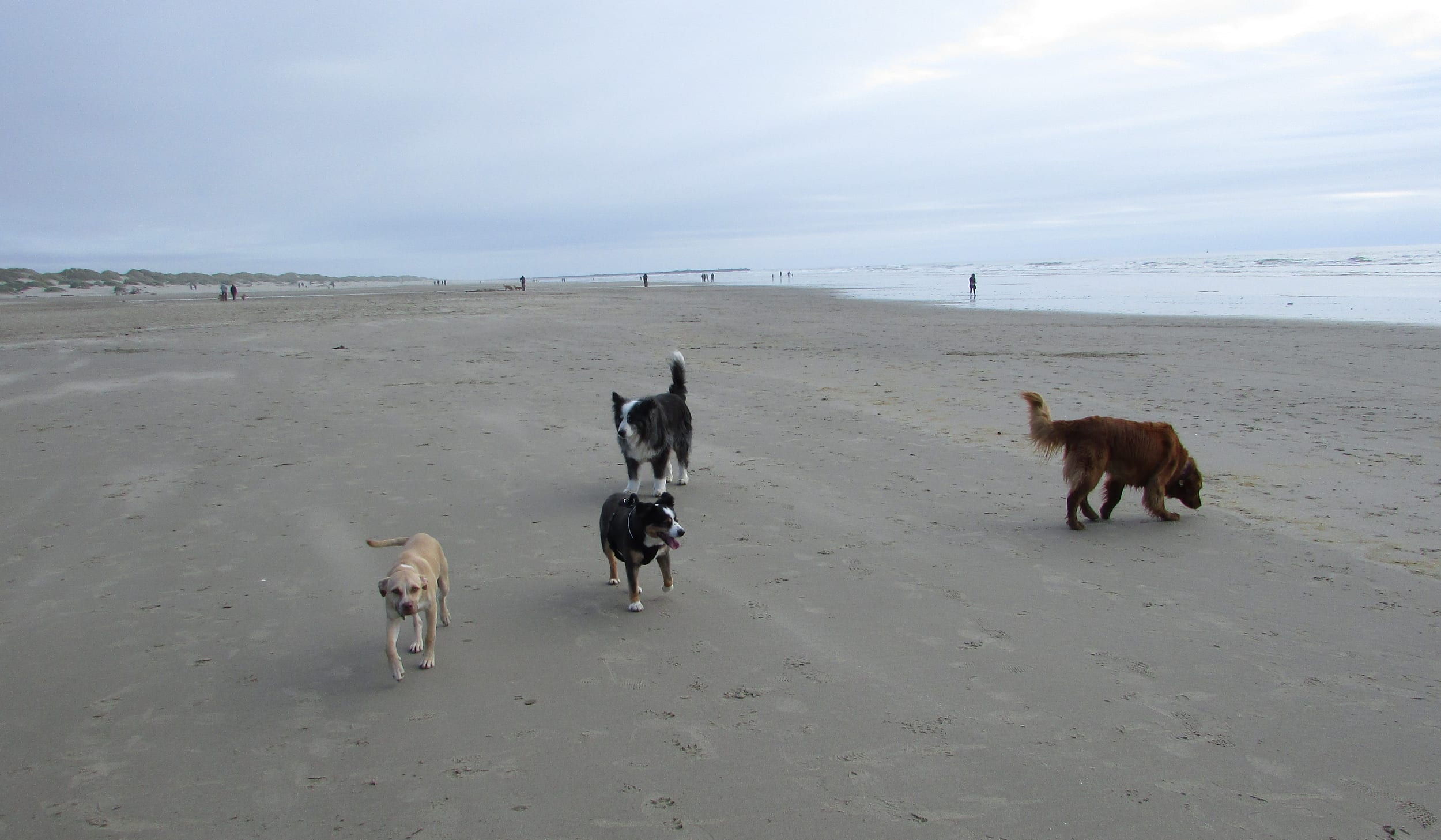 beach-24may2021-44-barney&pedro&dino&friend