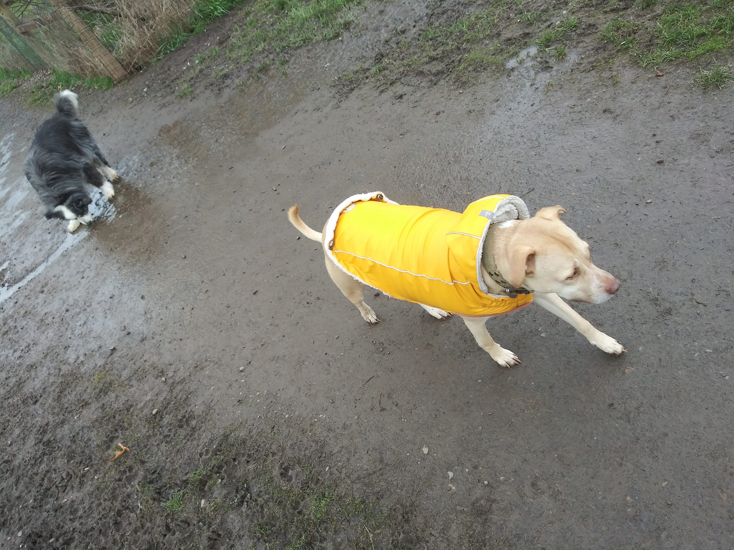 dino-pedro-dogpark20230327e