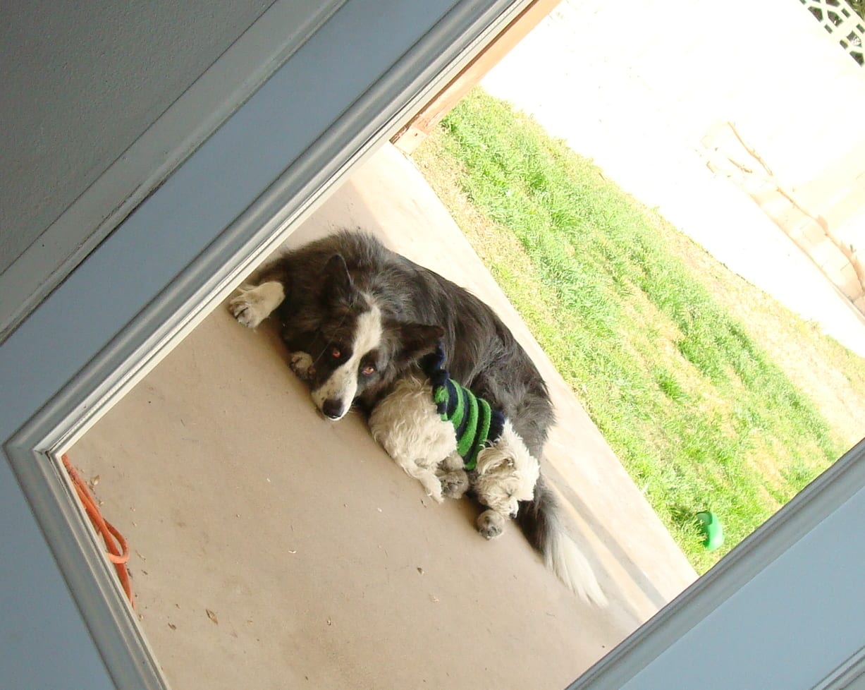 dino&harley-thruthewindow-feb2011a