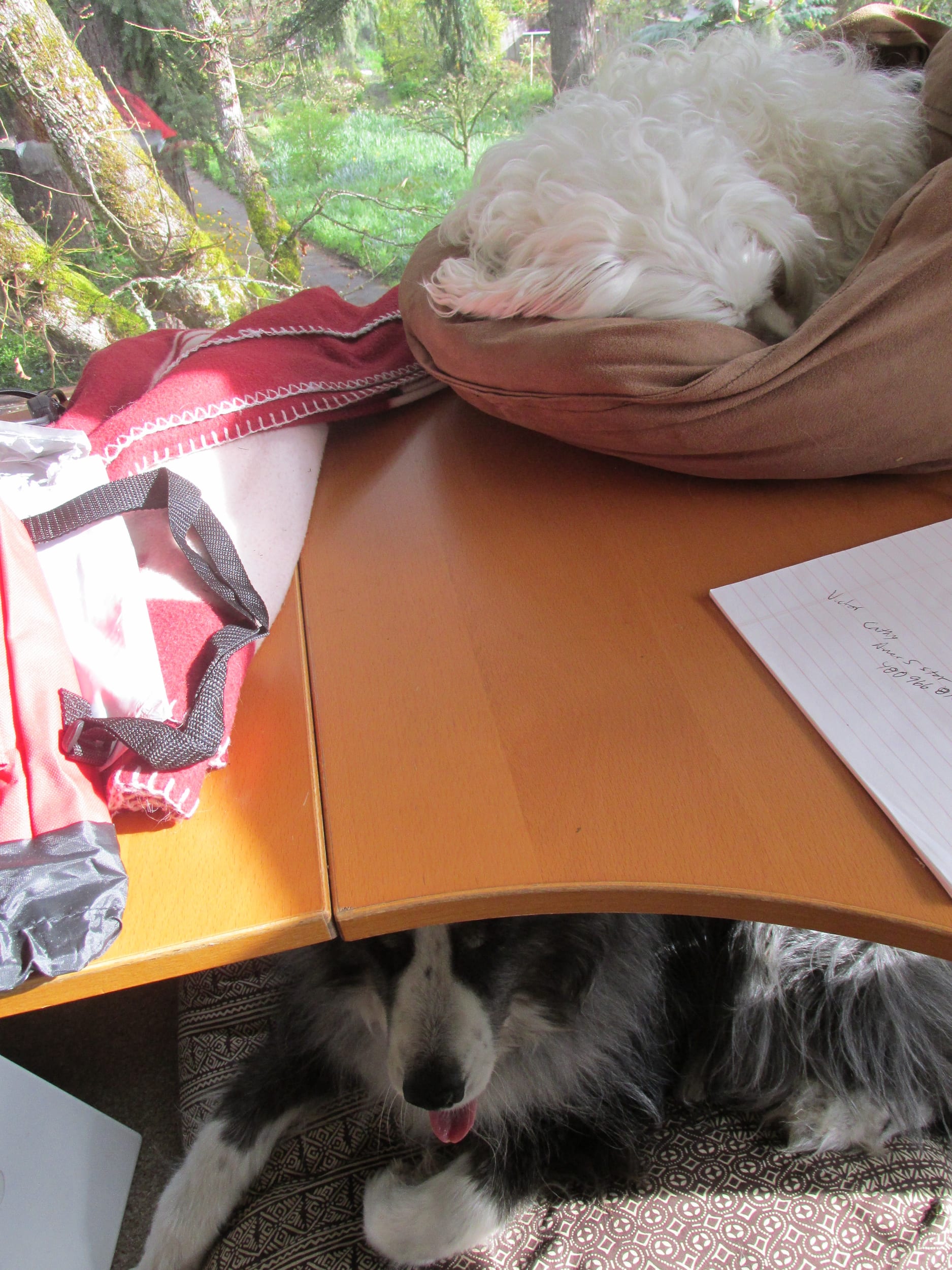 dino-underTheDesk3