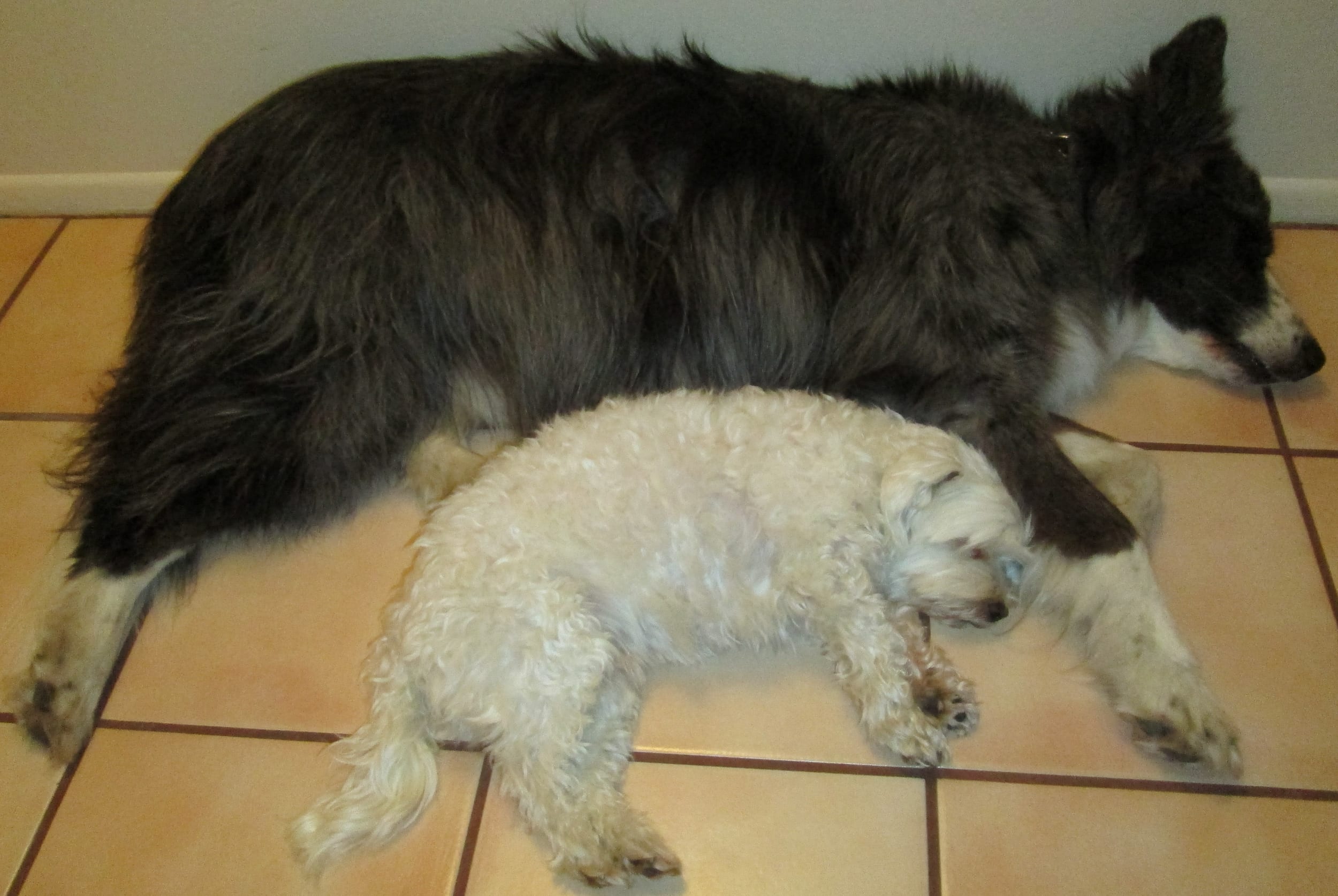 Dino&harleySleeping-jan2013c