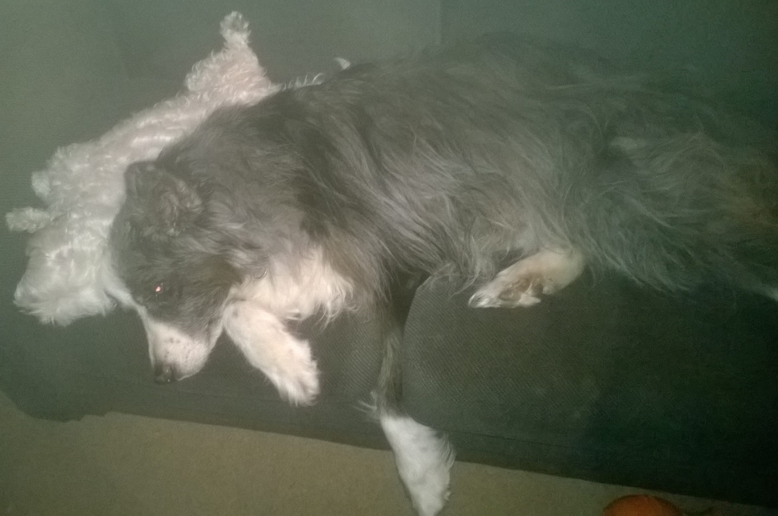 dino&harley-crashedOnTheCouch-aug2016b