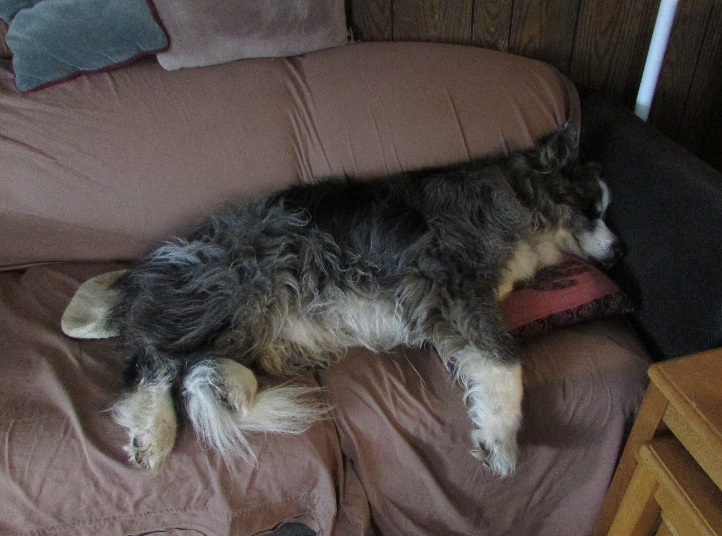 dinoCrashedOnCouch-dec2019b