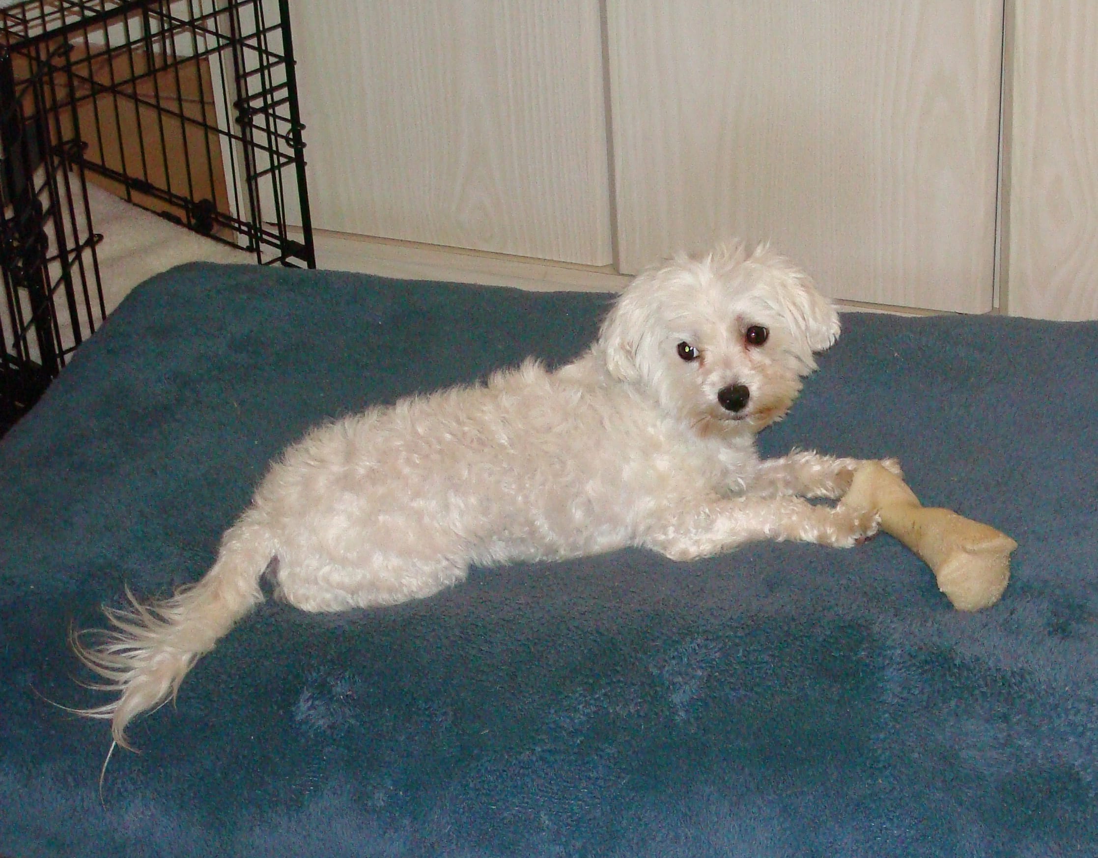 HarleyChewingDinosBone20090709a