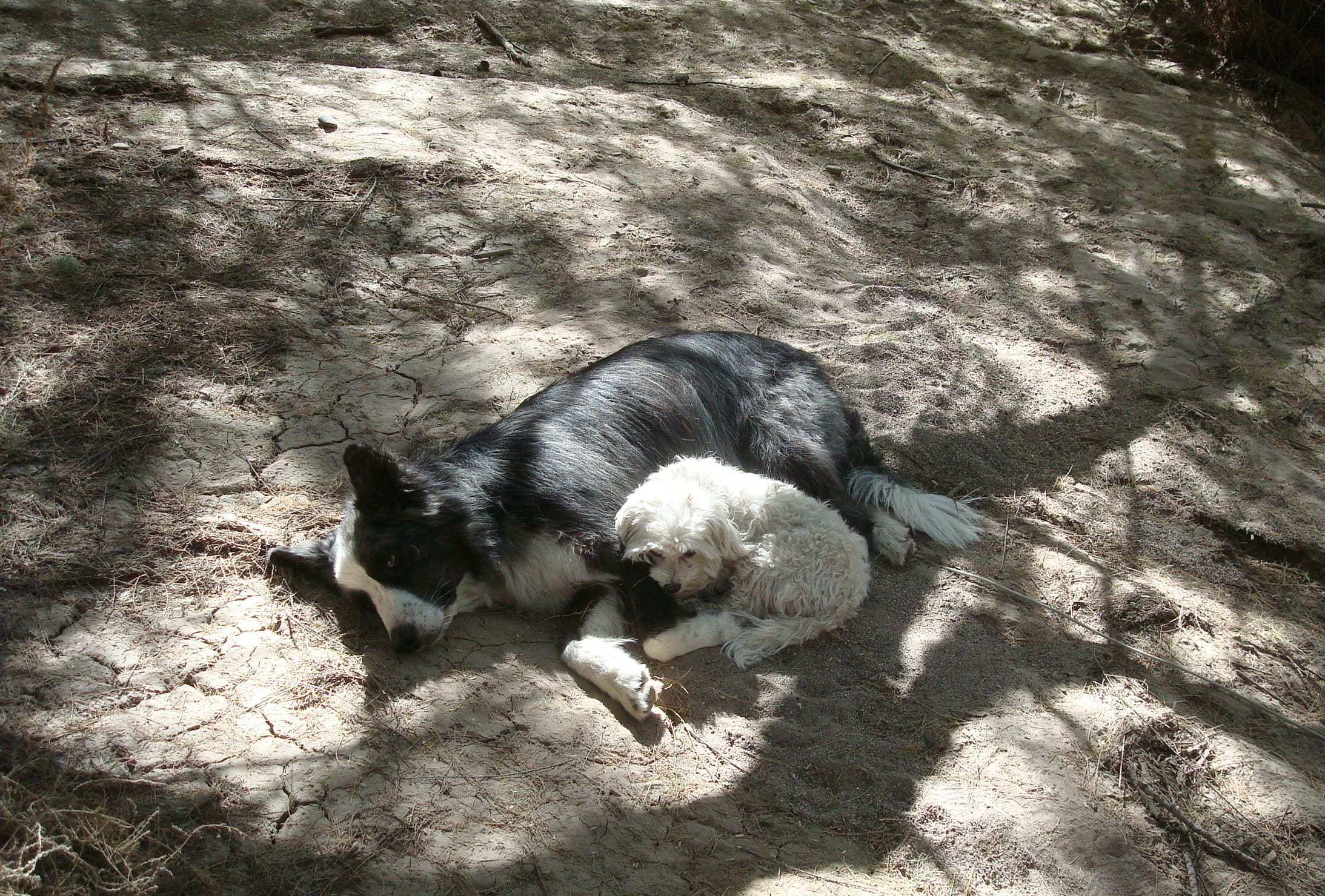 dino&harley-eden-nov2010b