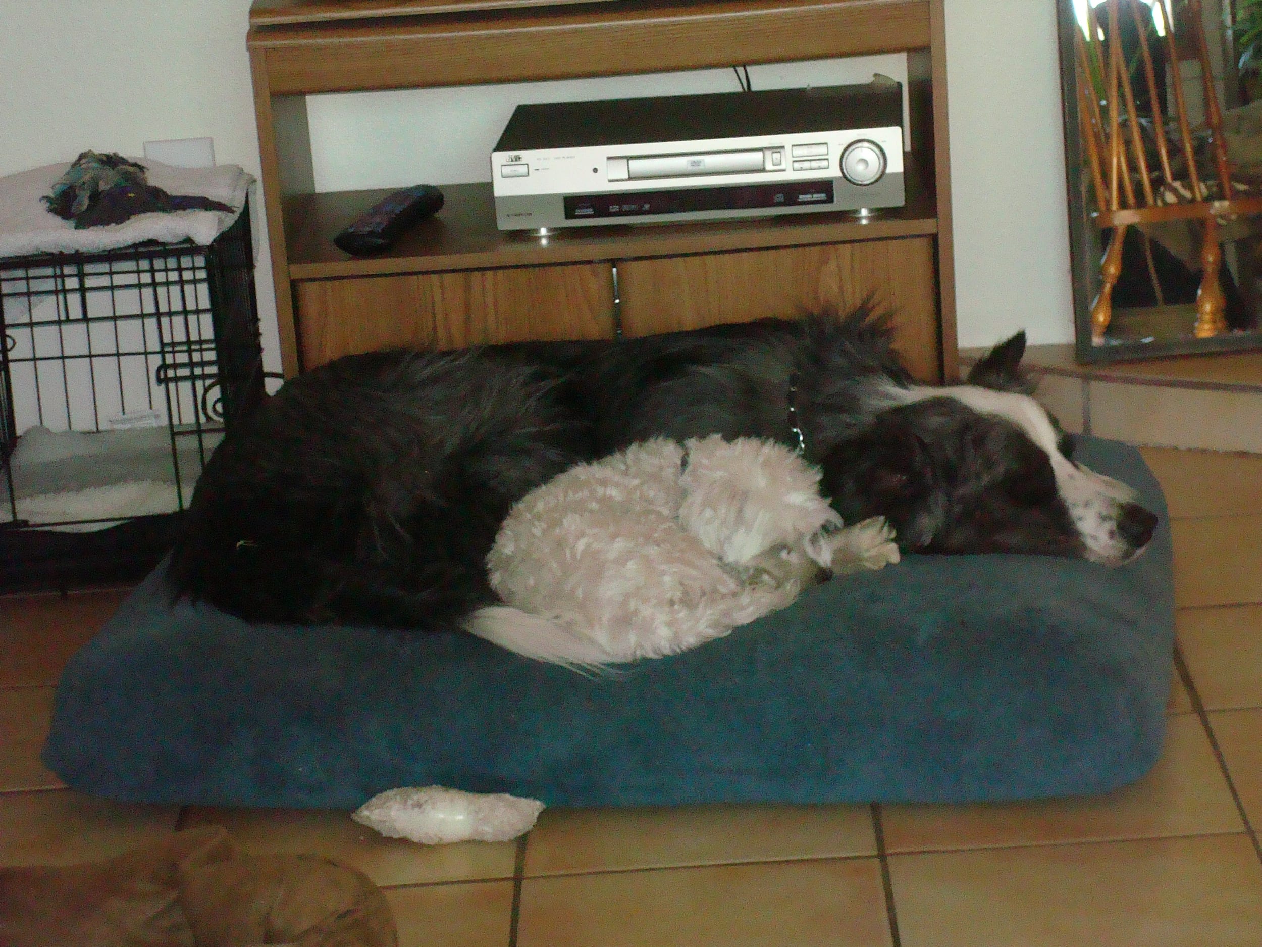 dino&harley20100510