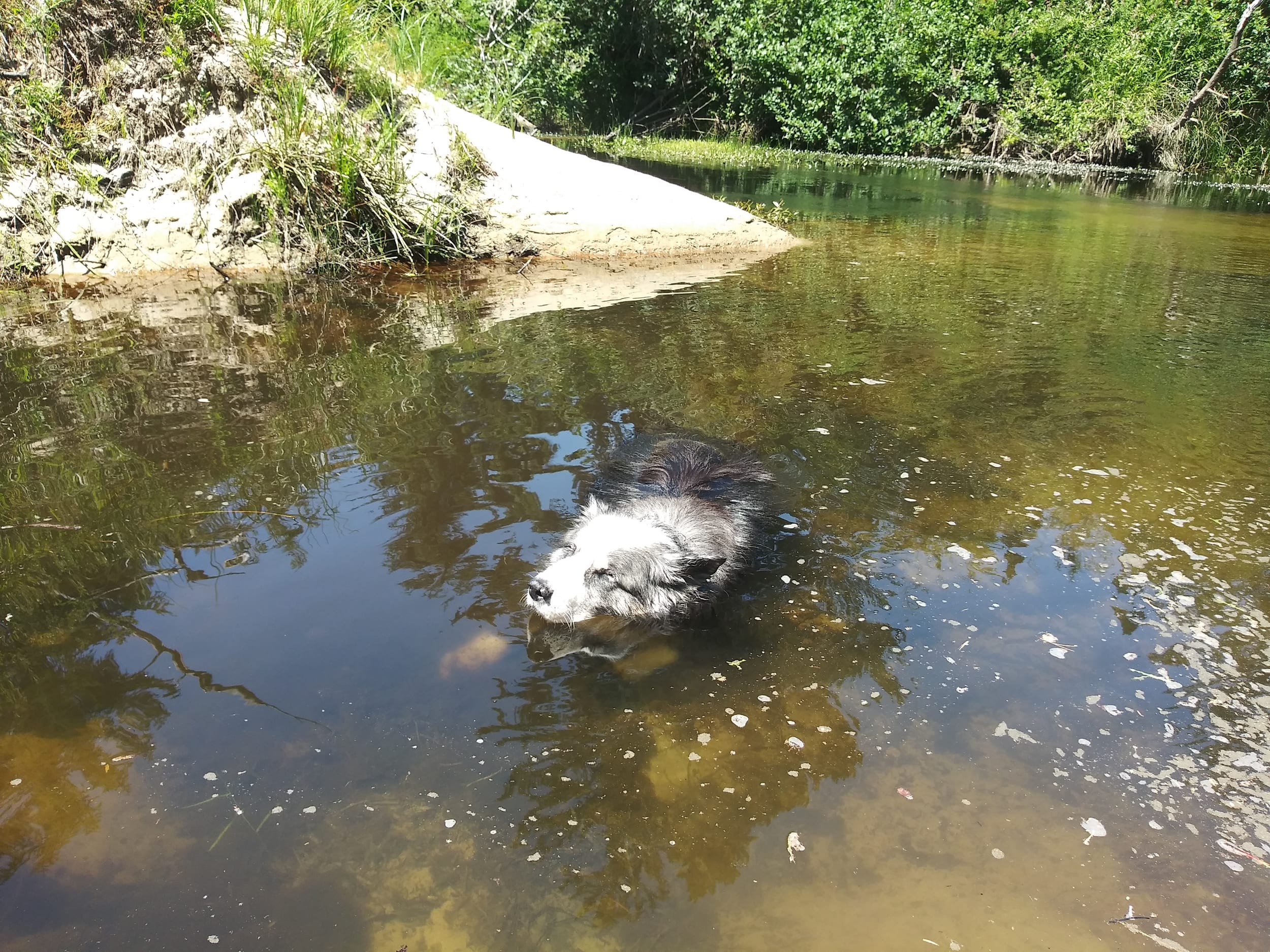 dinoInTheCreek20210627a