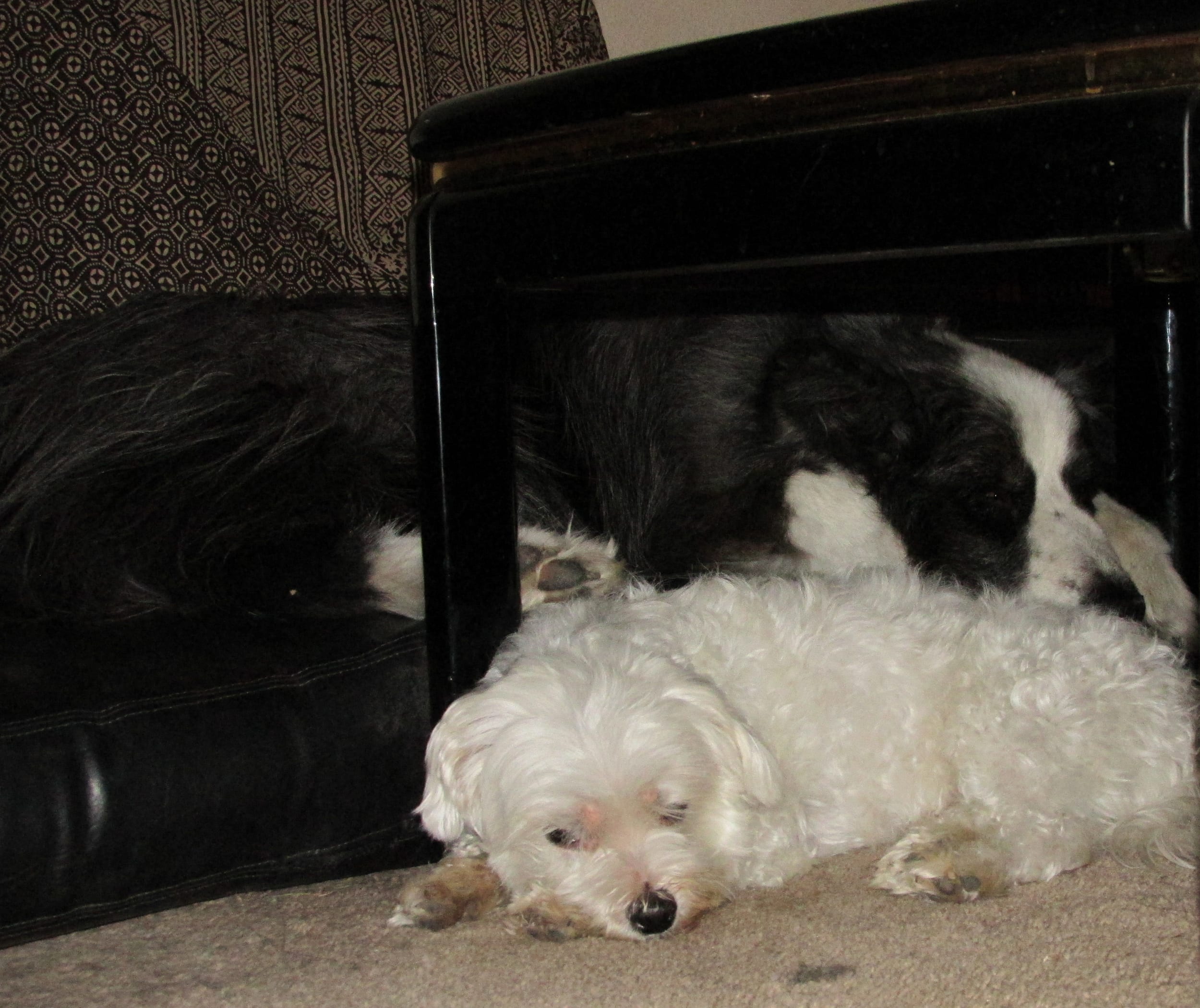dino&harley-sleeping-april2015b