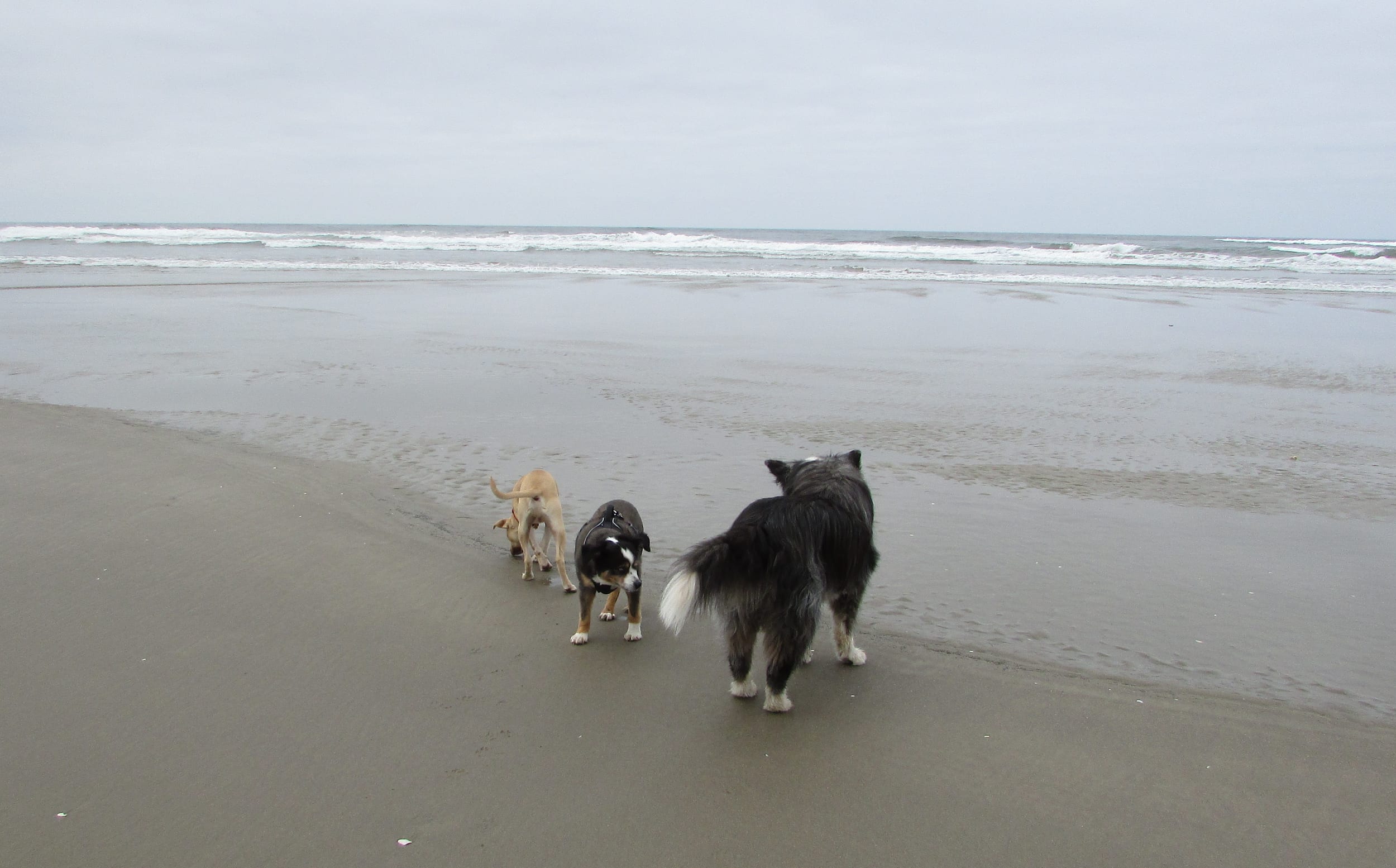 beach-24may2021-21-pedro&barney&dino