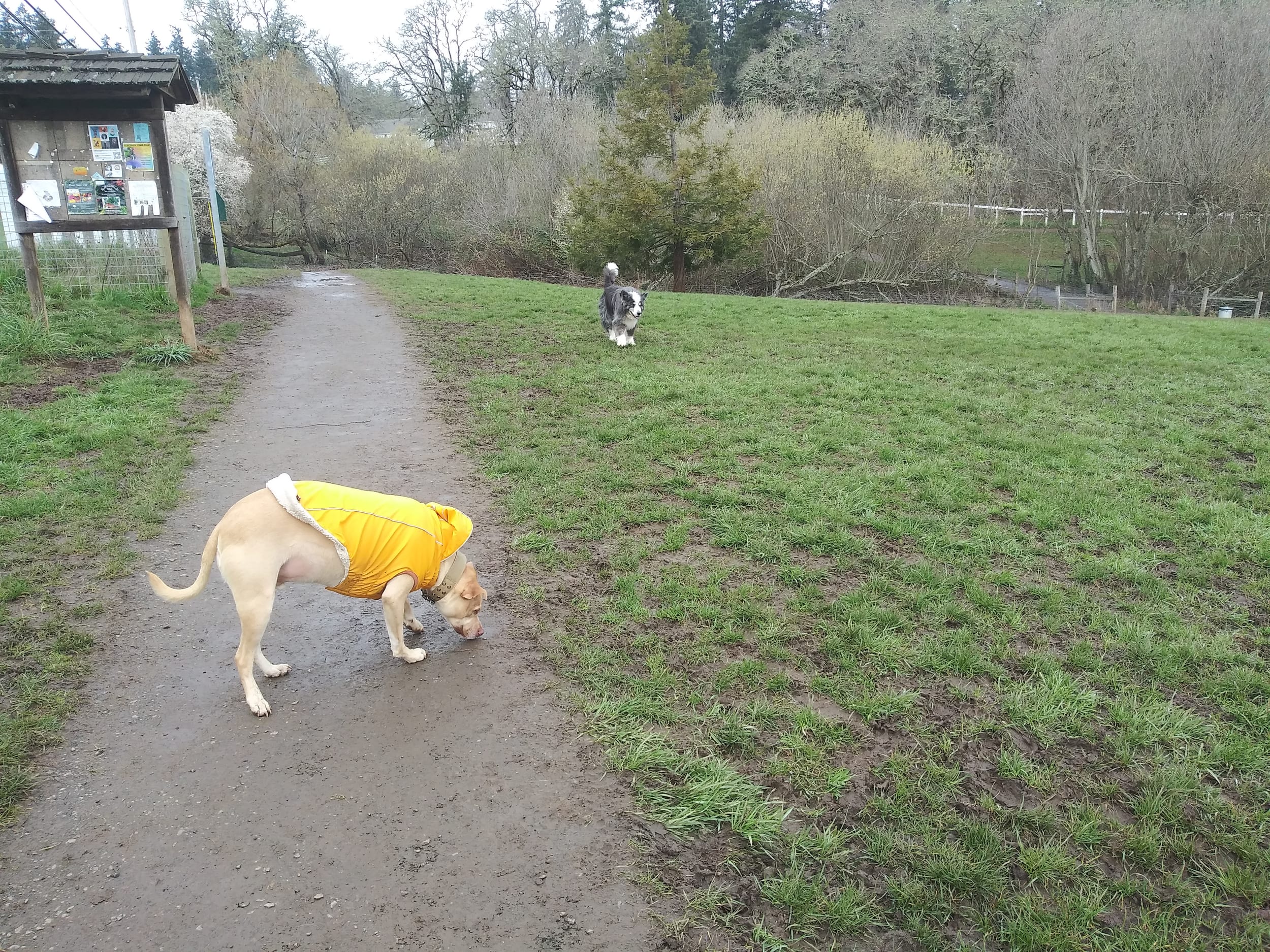dino-pedro-dogpark20230327d