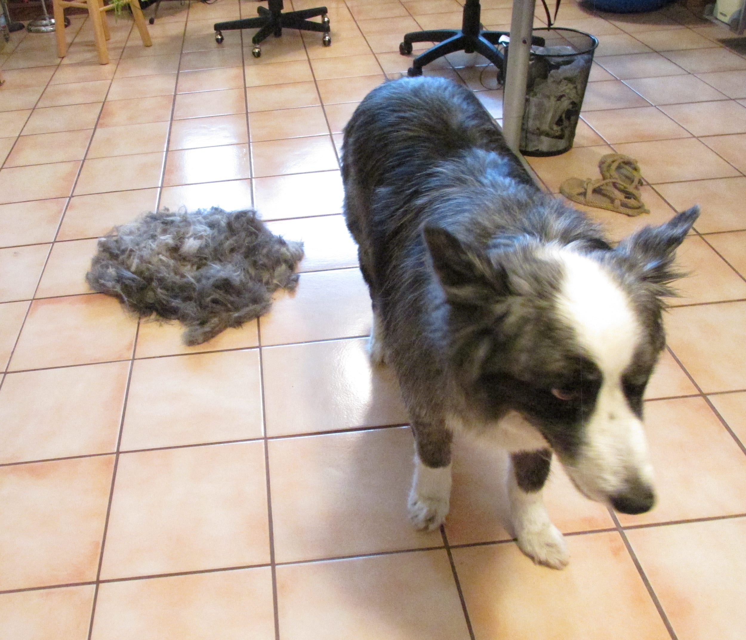 Dino-Haircut-june2015c