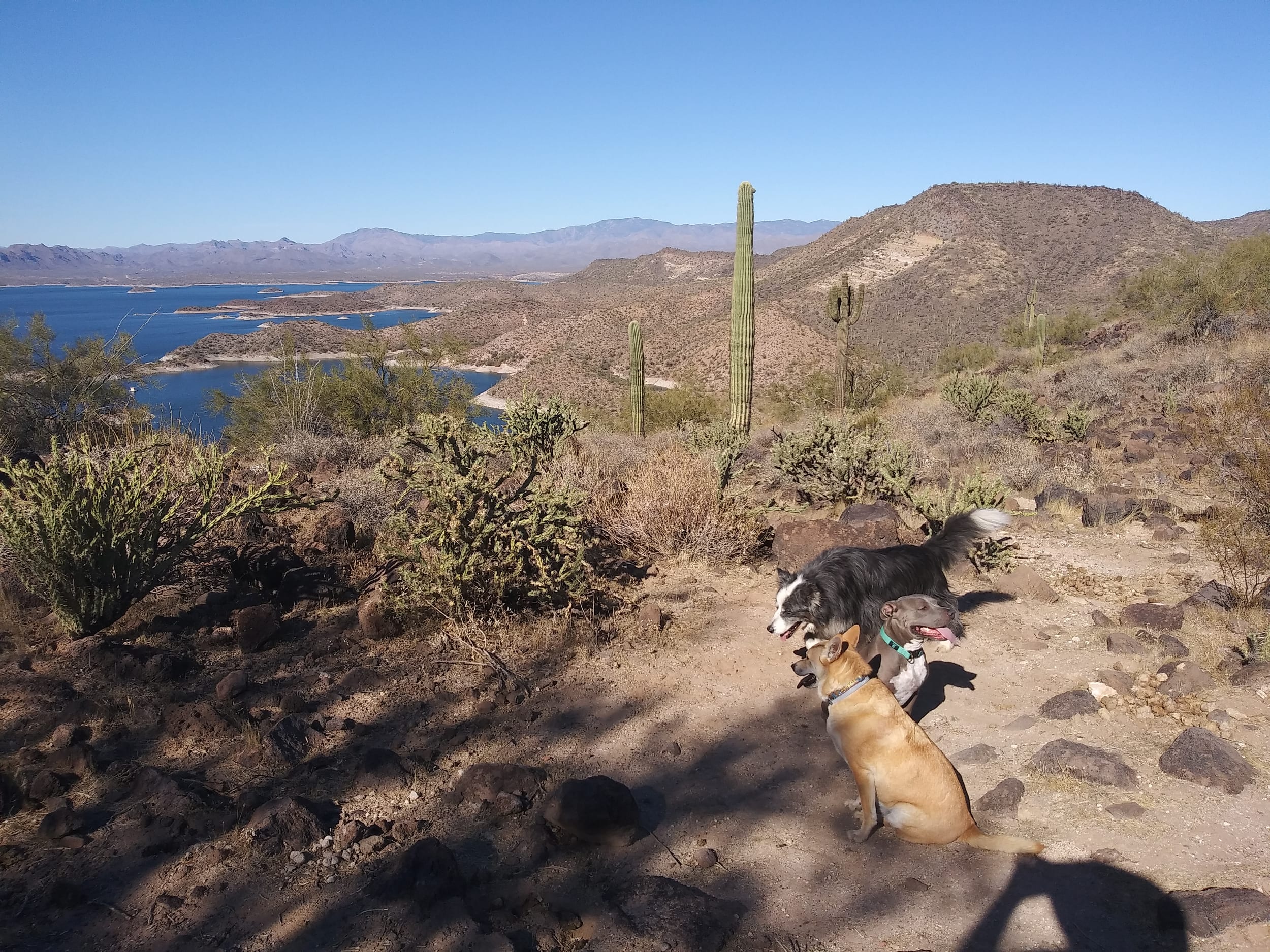 lakepleasant20201230j-dino&bella&dallas