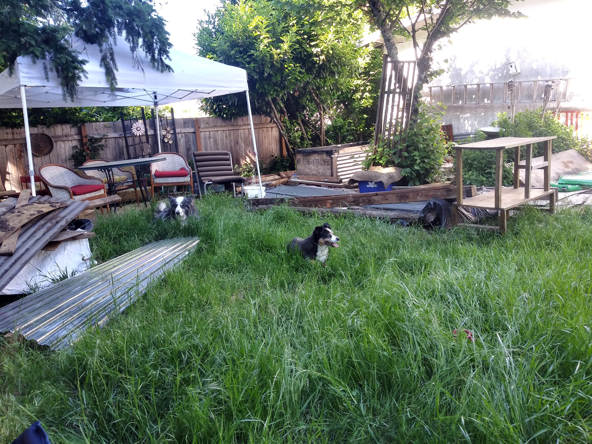 BarneyAndDinoInBackyard1-29may2021
