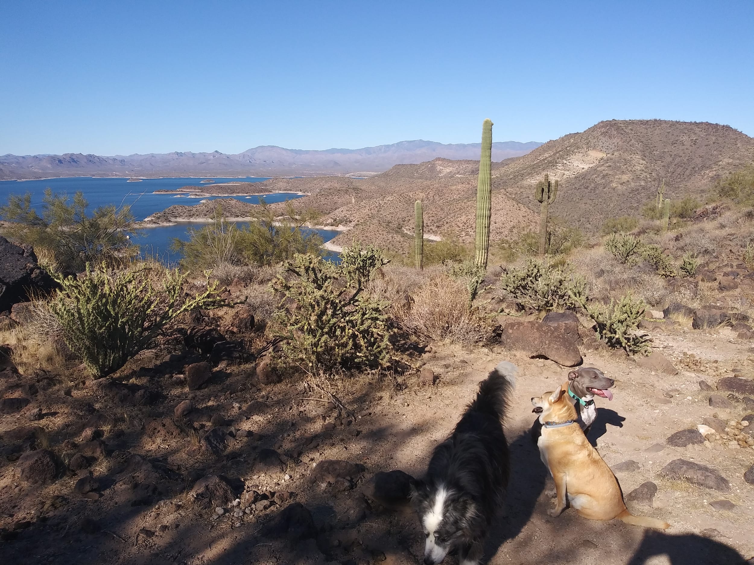 lakepleasant20201230k-dino&bella&dallas