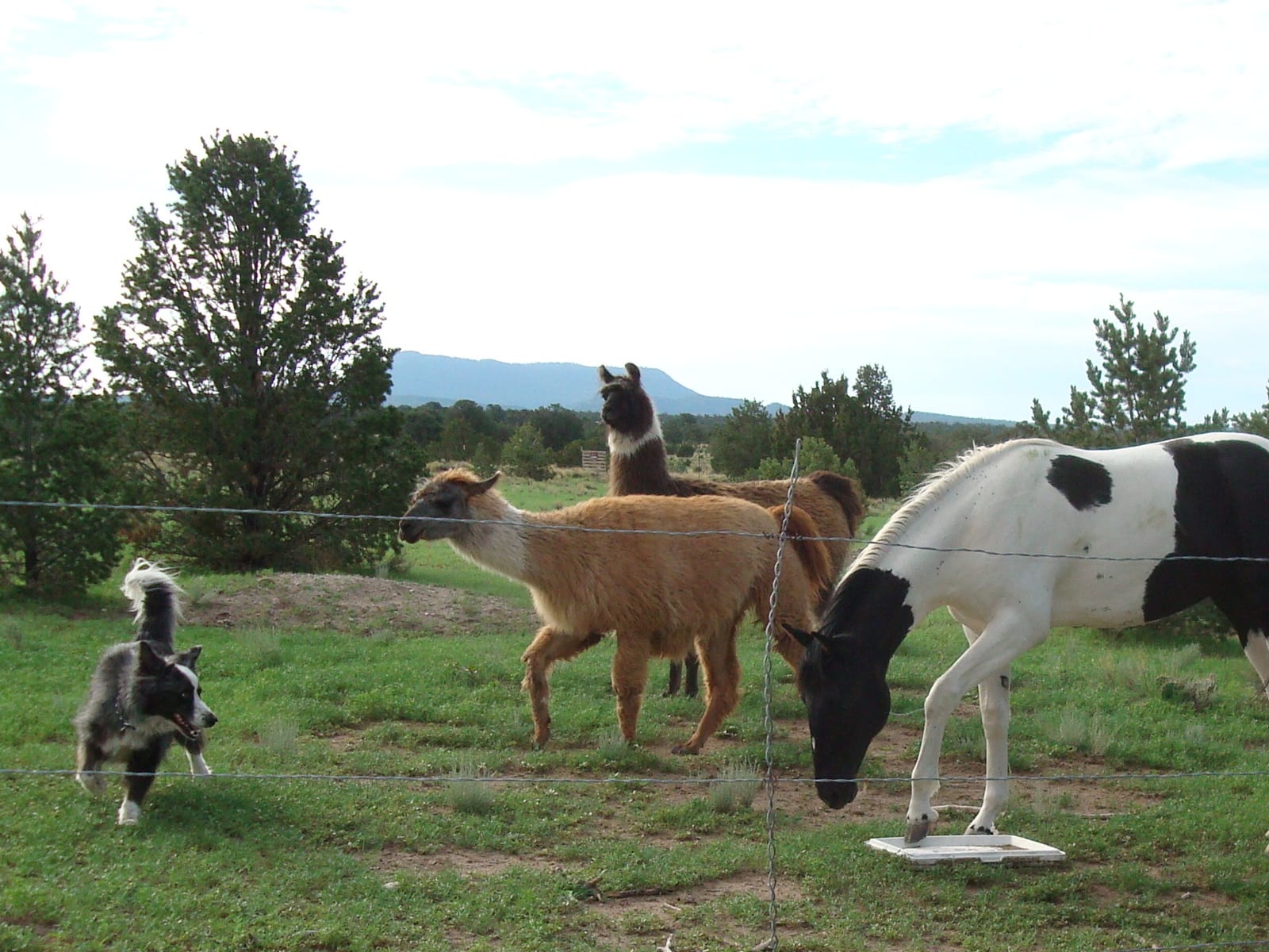 dino&horses&llamas-aug2011d