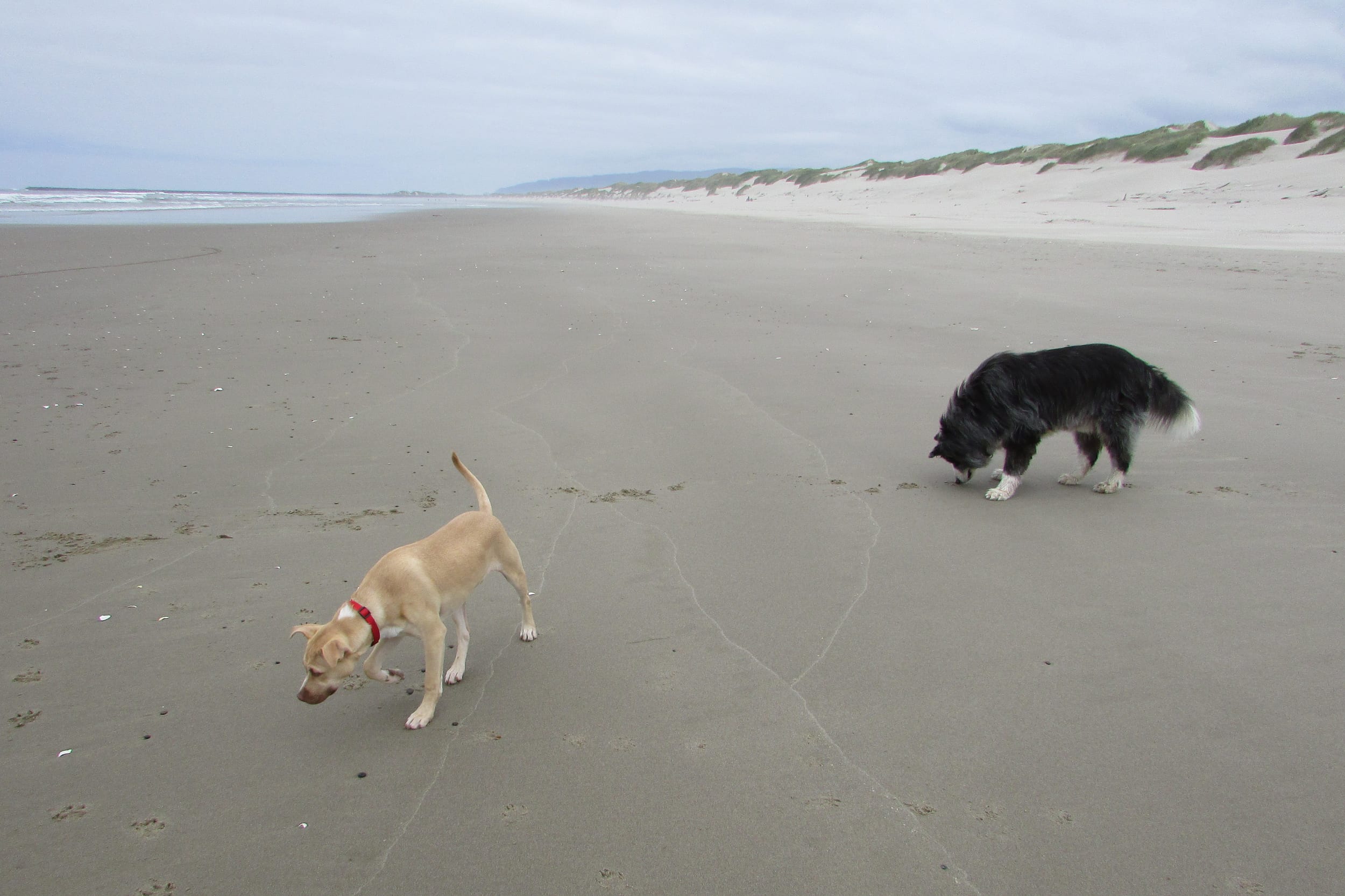beach-24may2021-20-pedro&dino