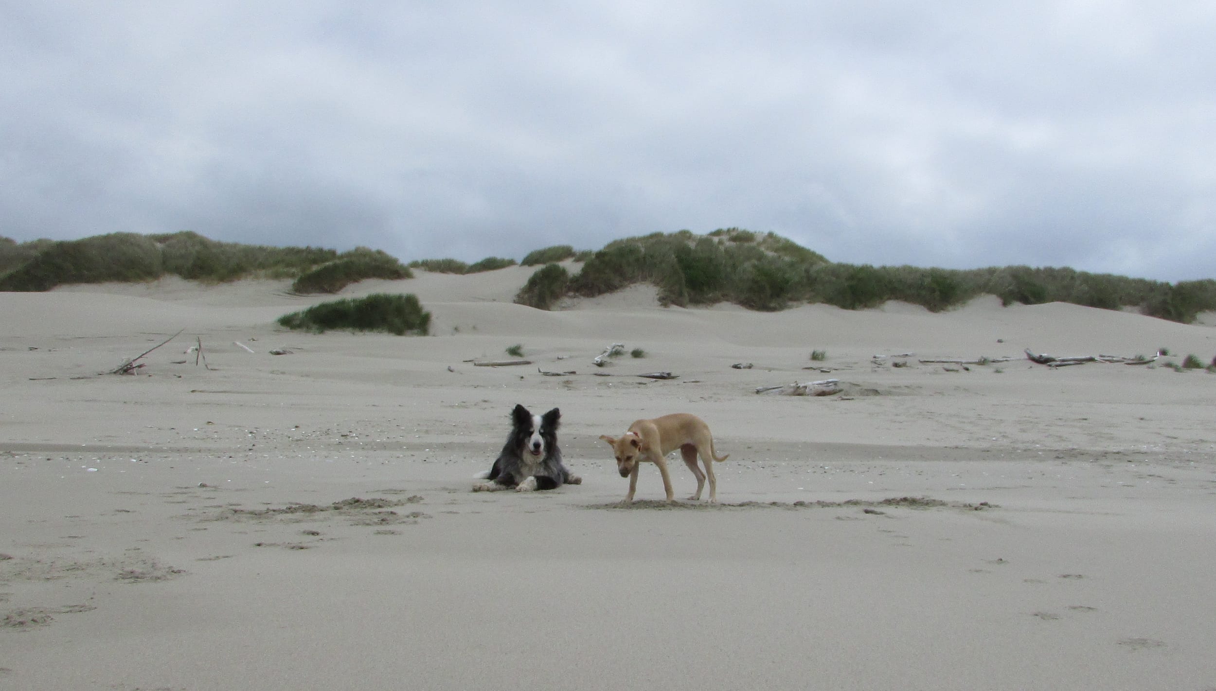beach-24may2021-12-pedro&dino