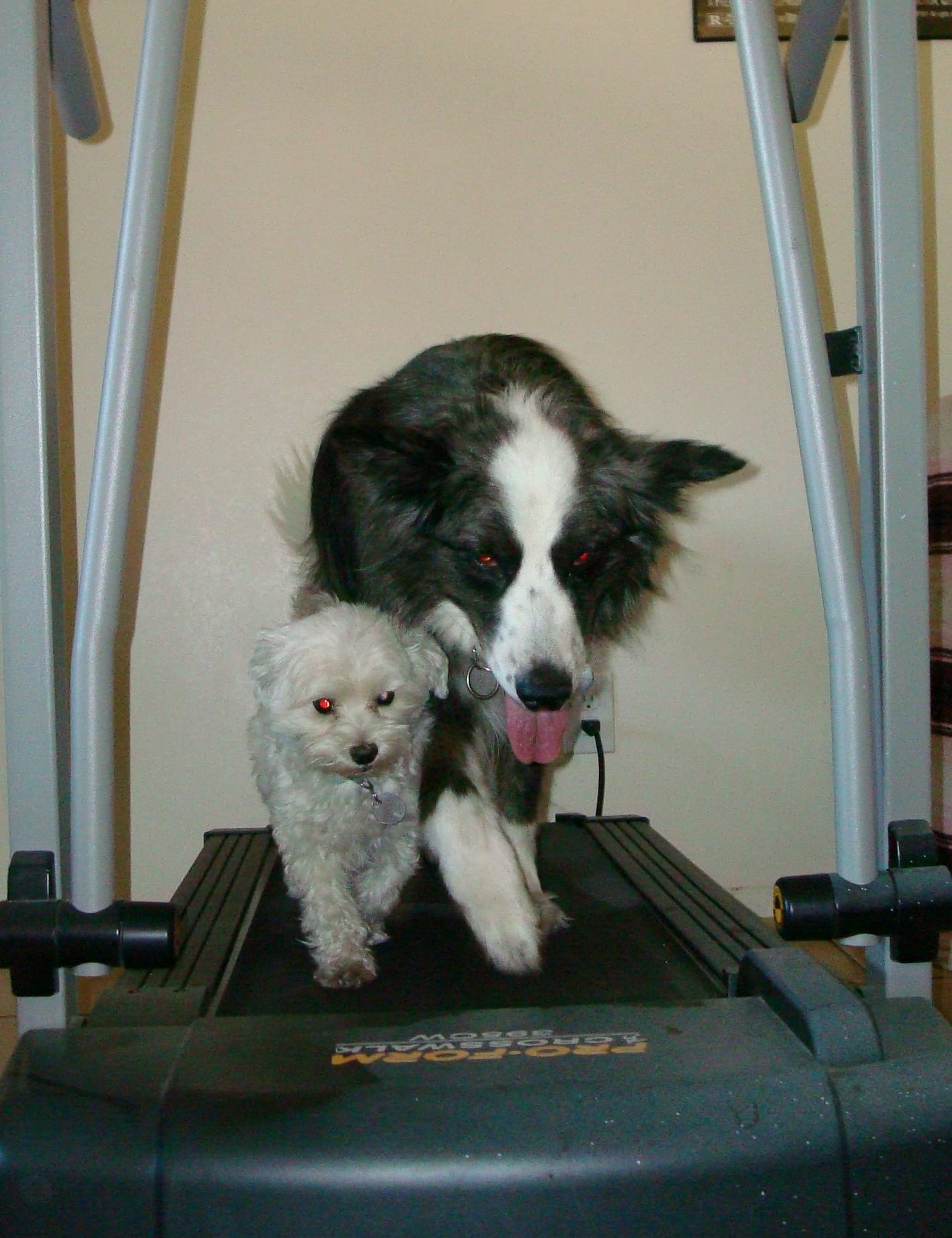 treadmill-dino&harley03-may2011
