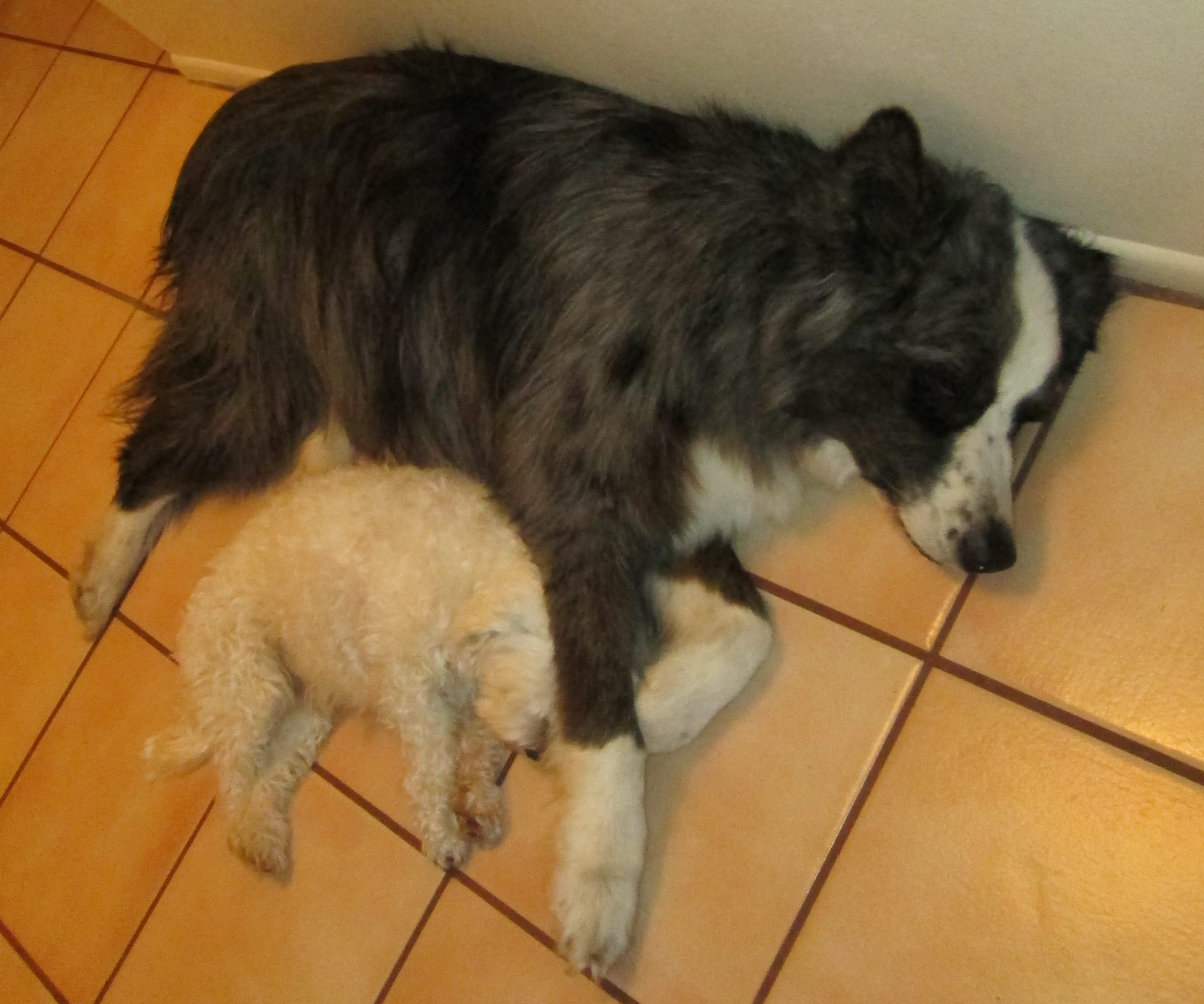 Dino&harleySleeping-jan2013b