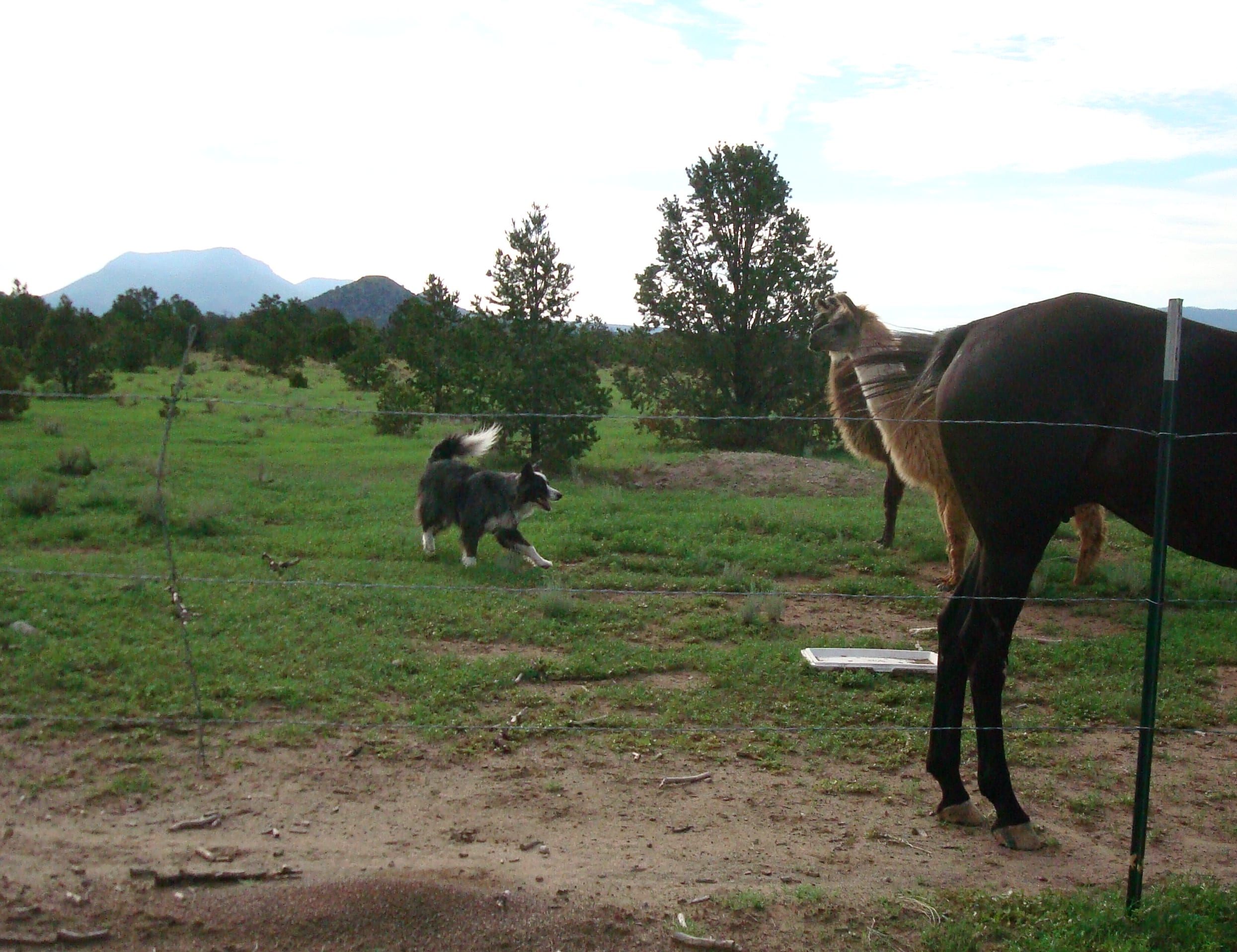 dino&horses&llamas-aug2011c