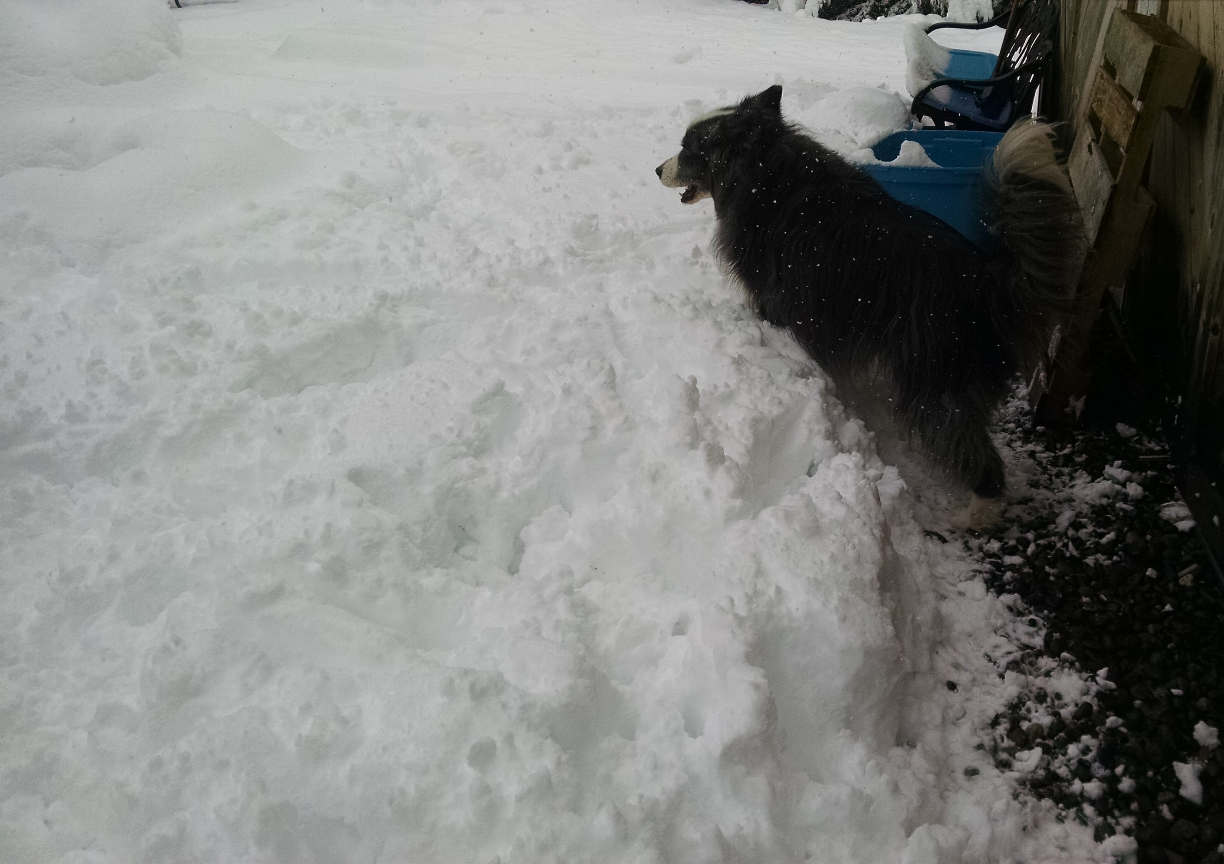 snowstormInEugene-25feb2019-2-dino