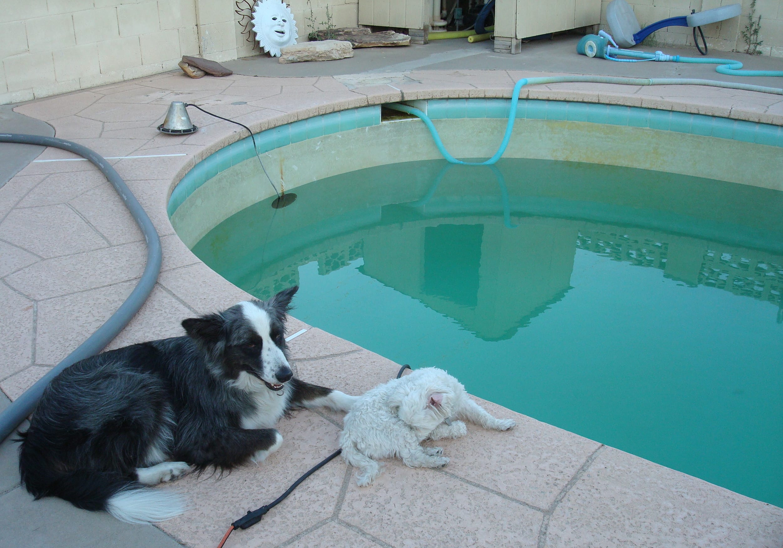 pooldraining02-dino&harley