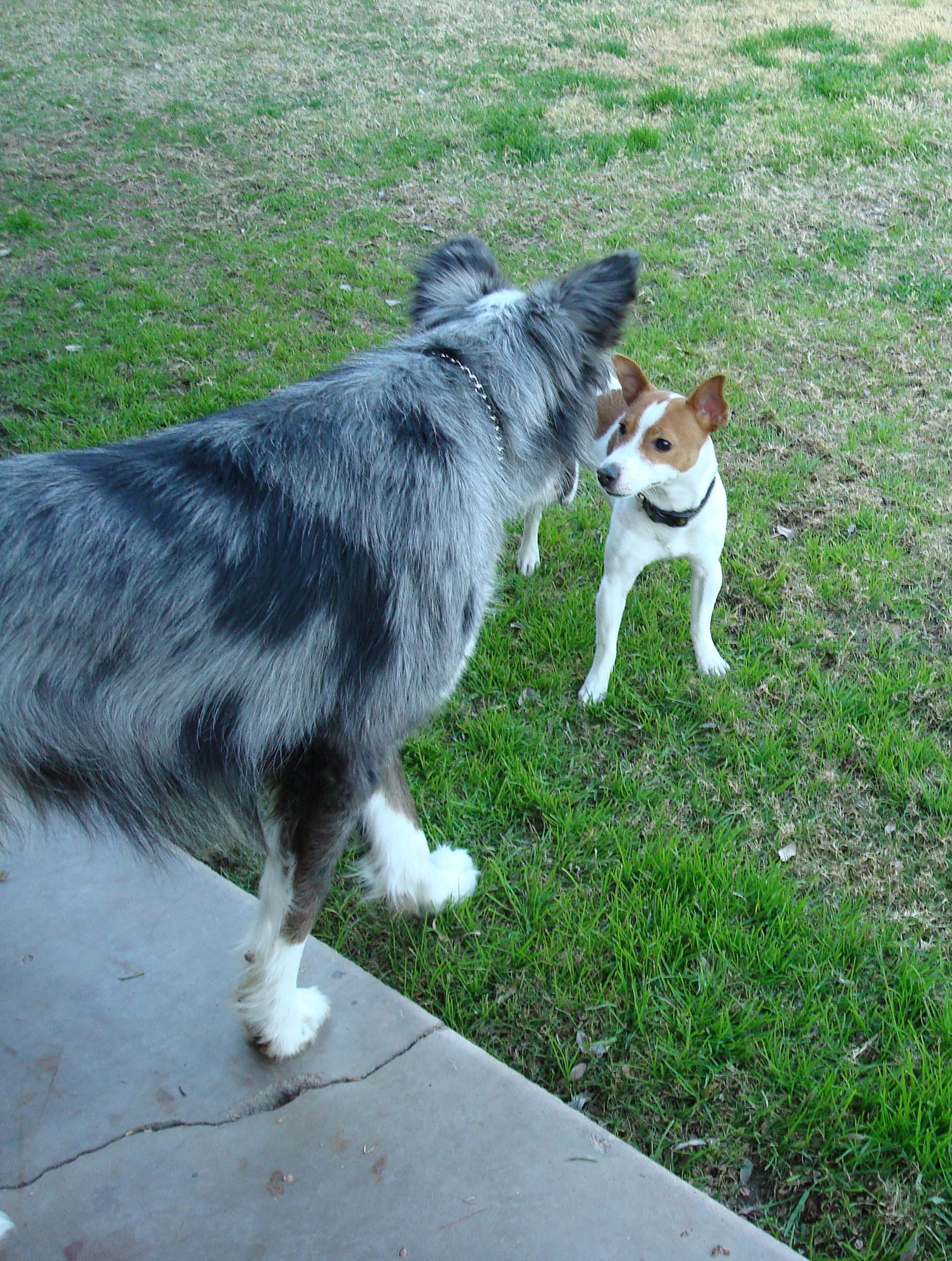 Dino&LaceysDogp20090111a