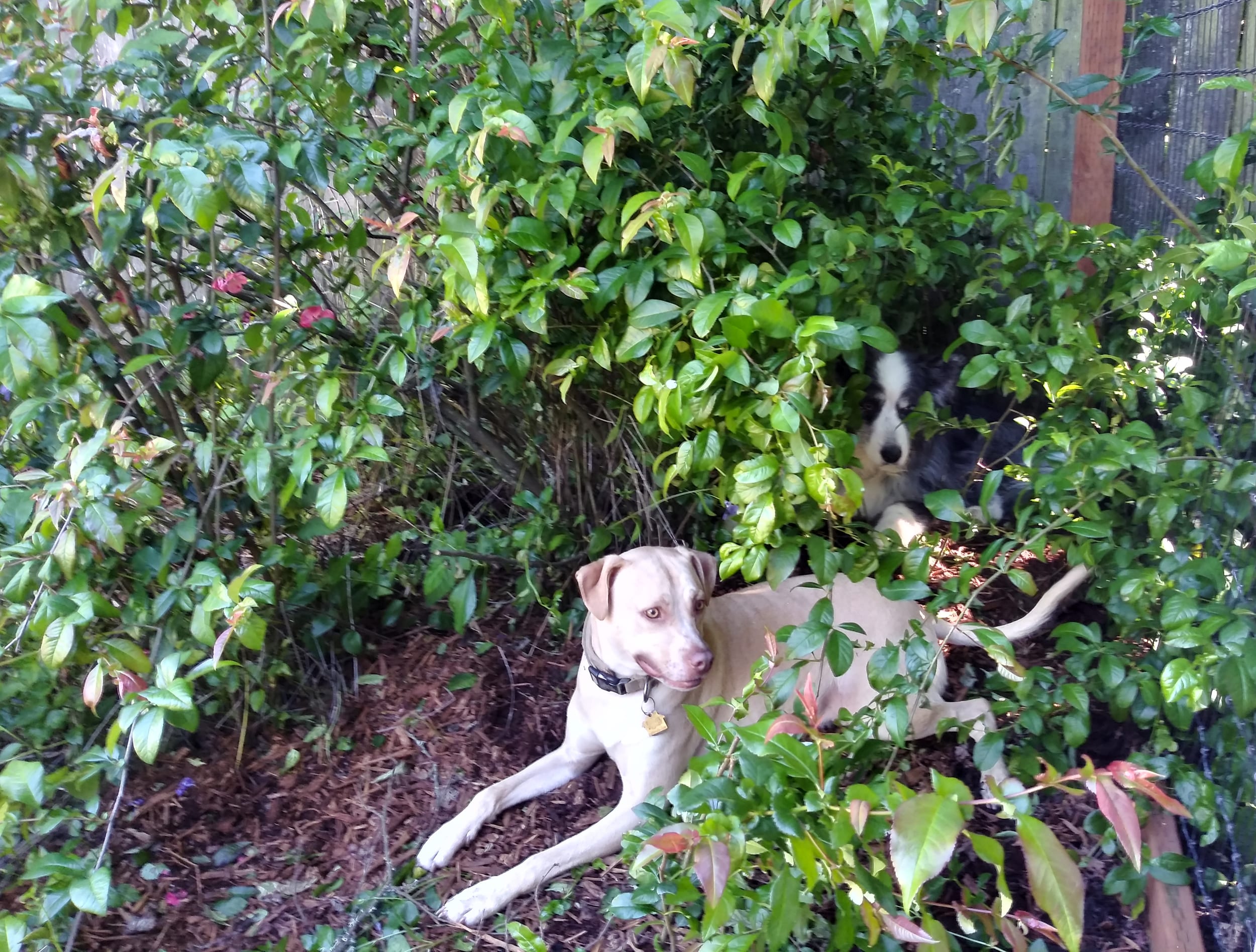 Axel&EllyWedding-may2022-16-pedro&dino-resting