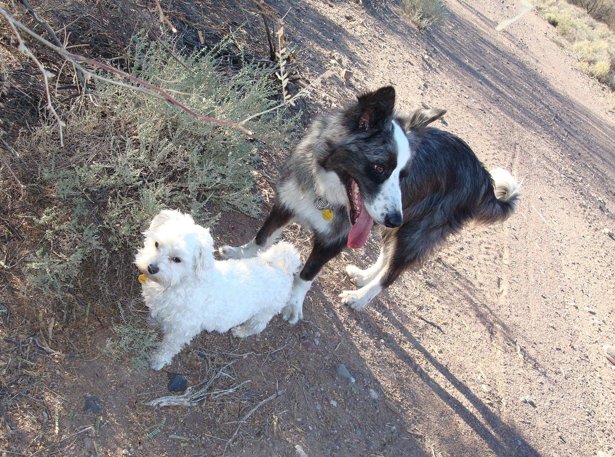 Harley&Dino-inEden20091219d