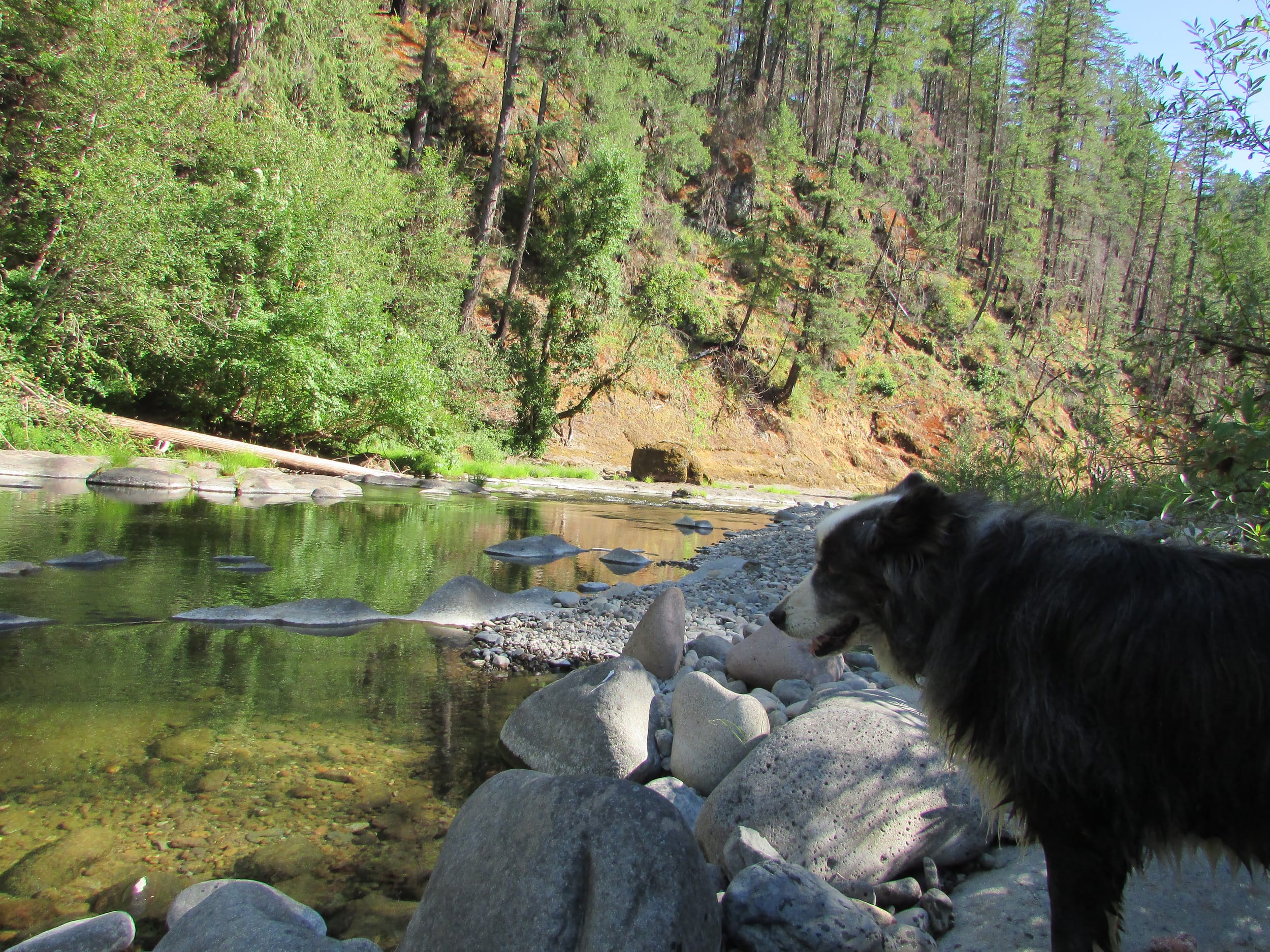 DinoByStream-july2019a