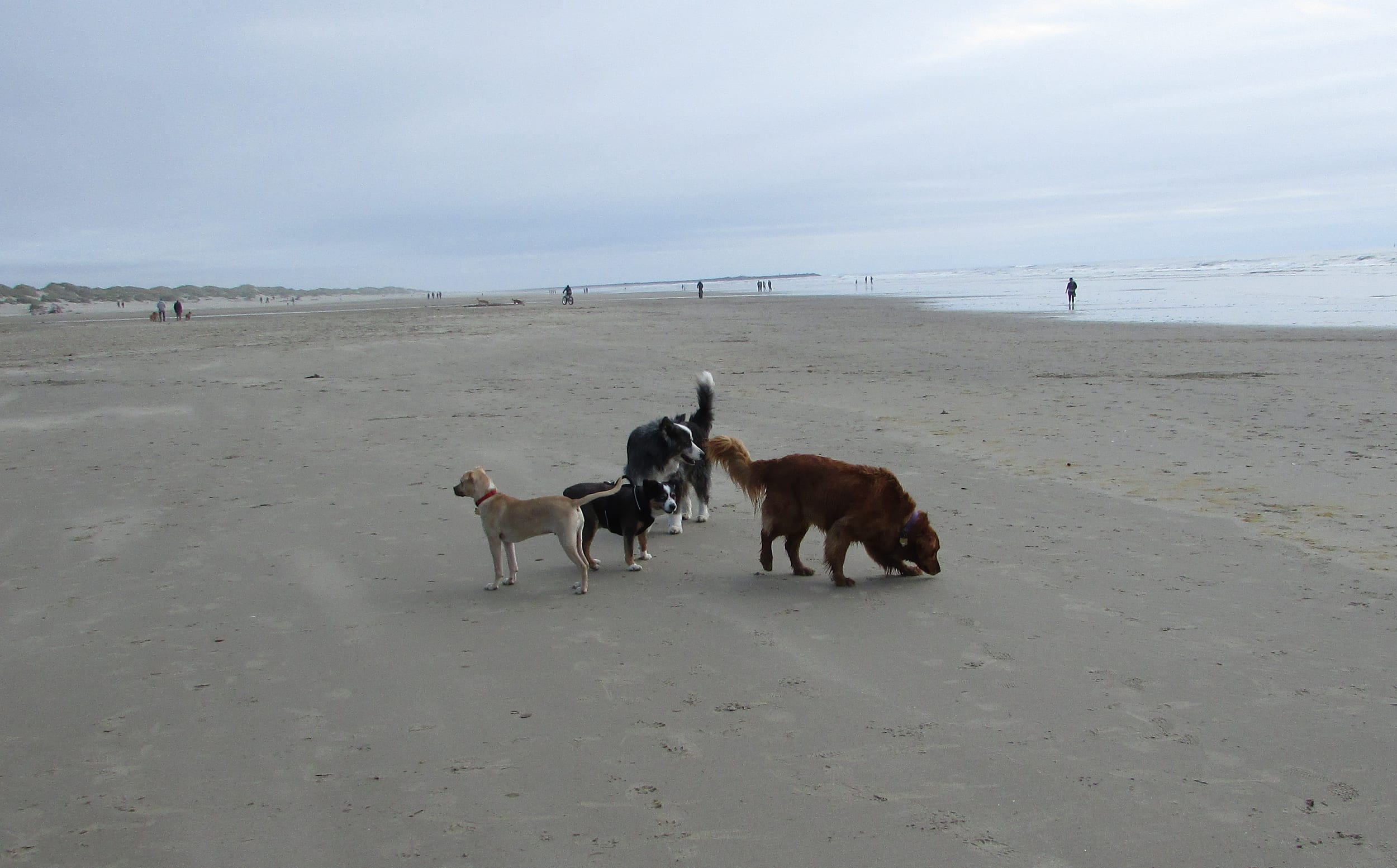 beach-24may2021-43-barney&dino&pedro&friend