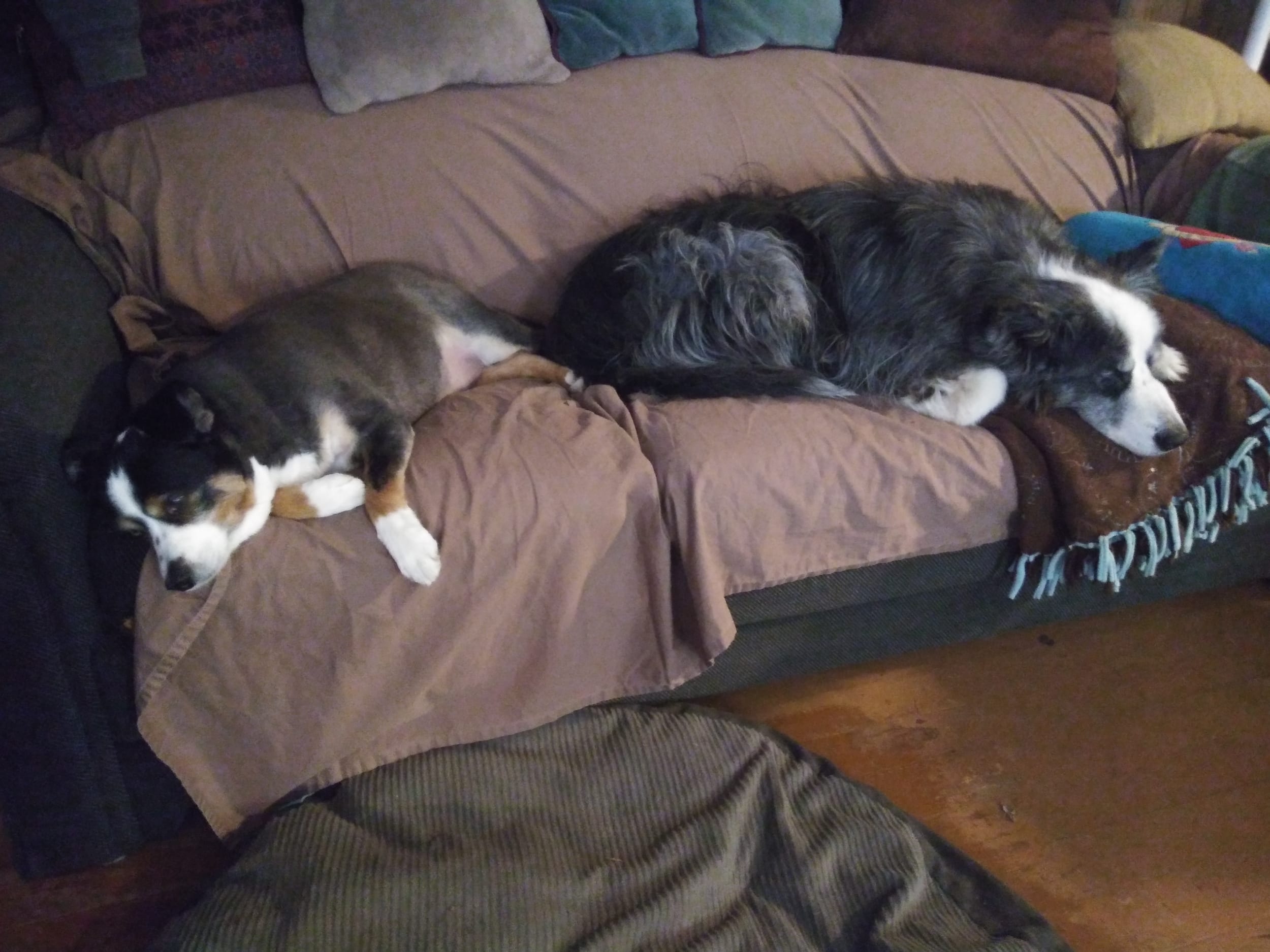 Barney&Dino20201112-onCouch