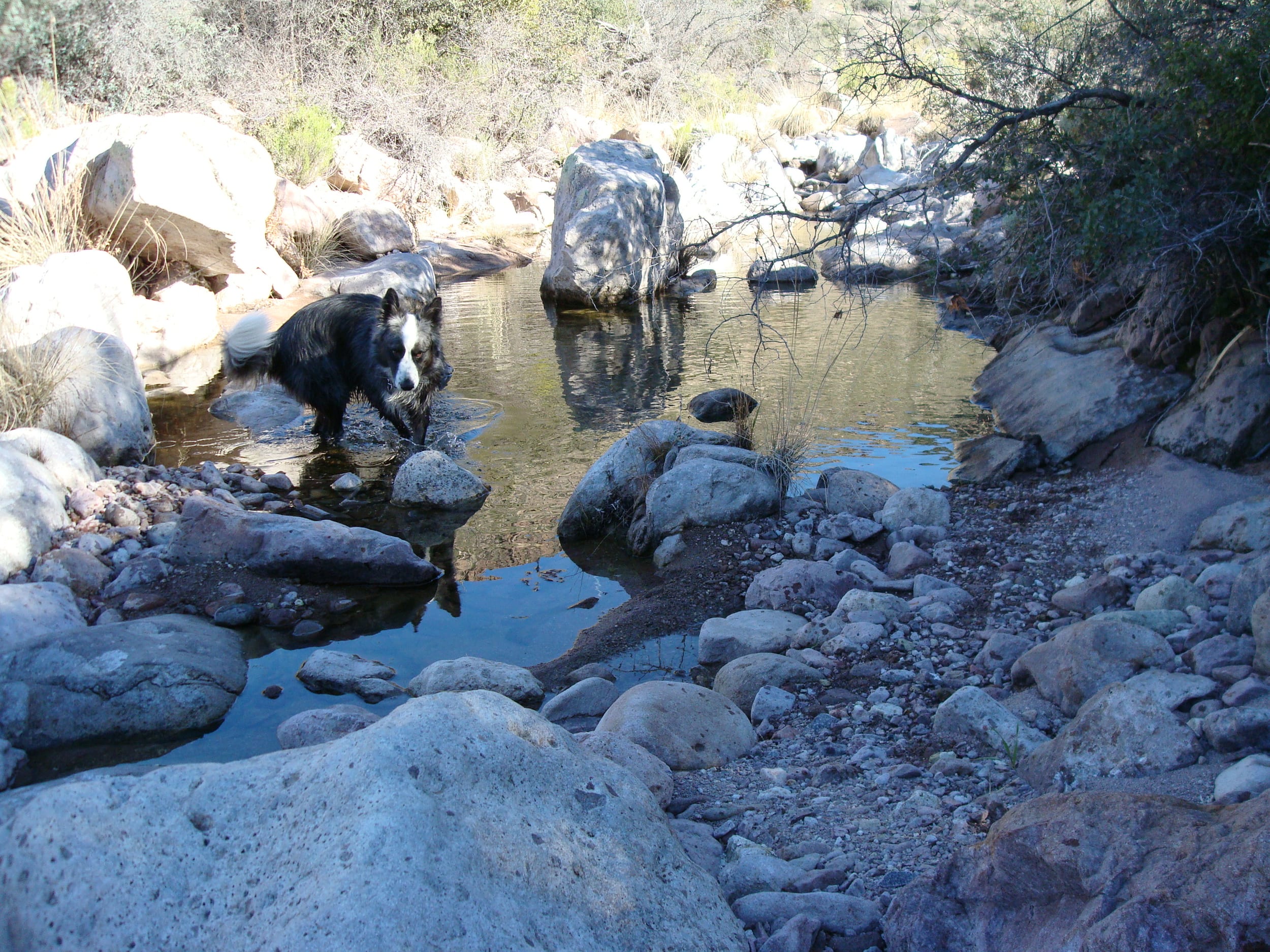 DinoByaCreek-jan2011c