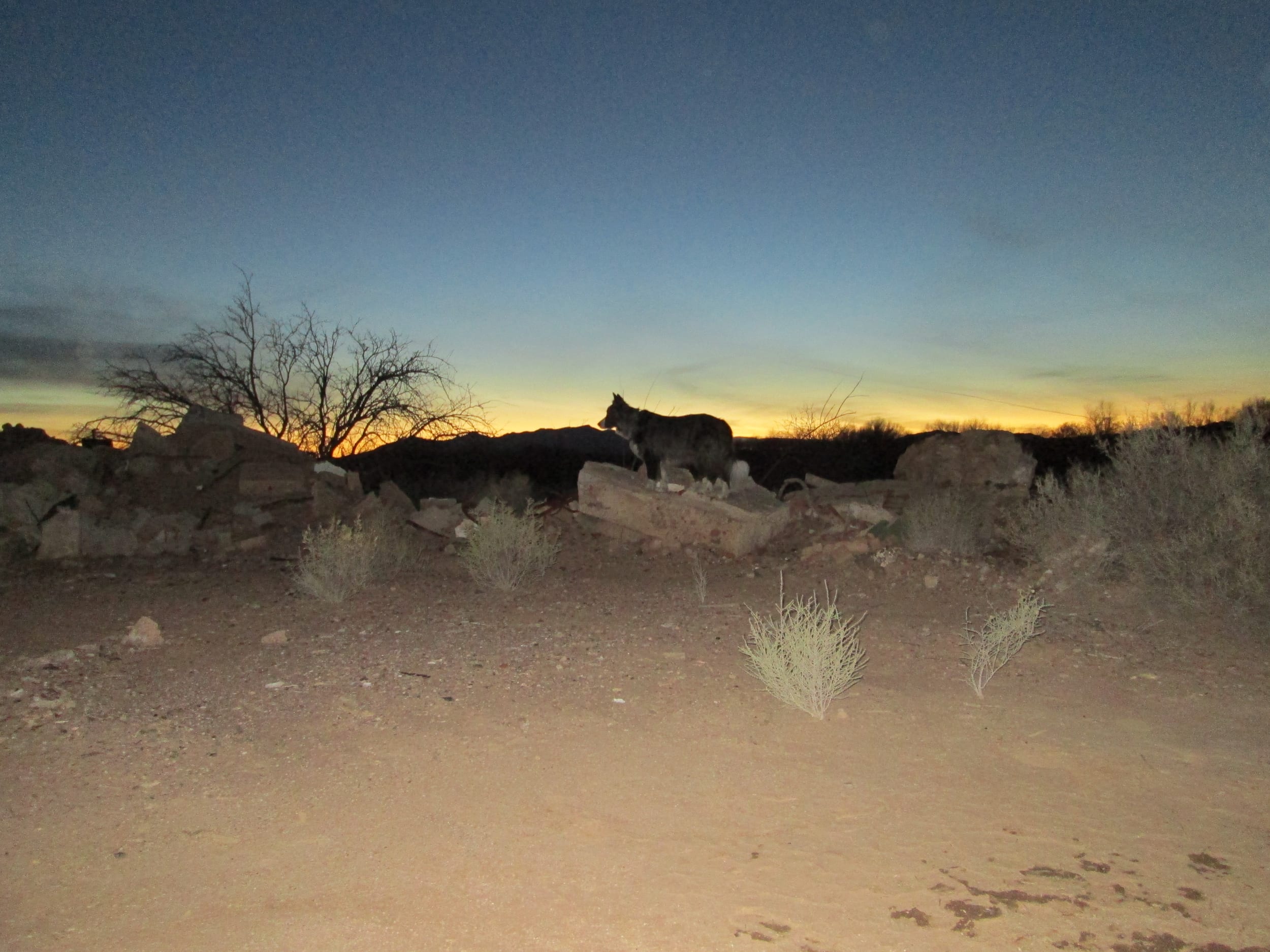 eden20130202-dinoSunset02