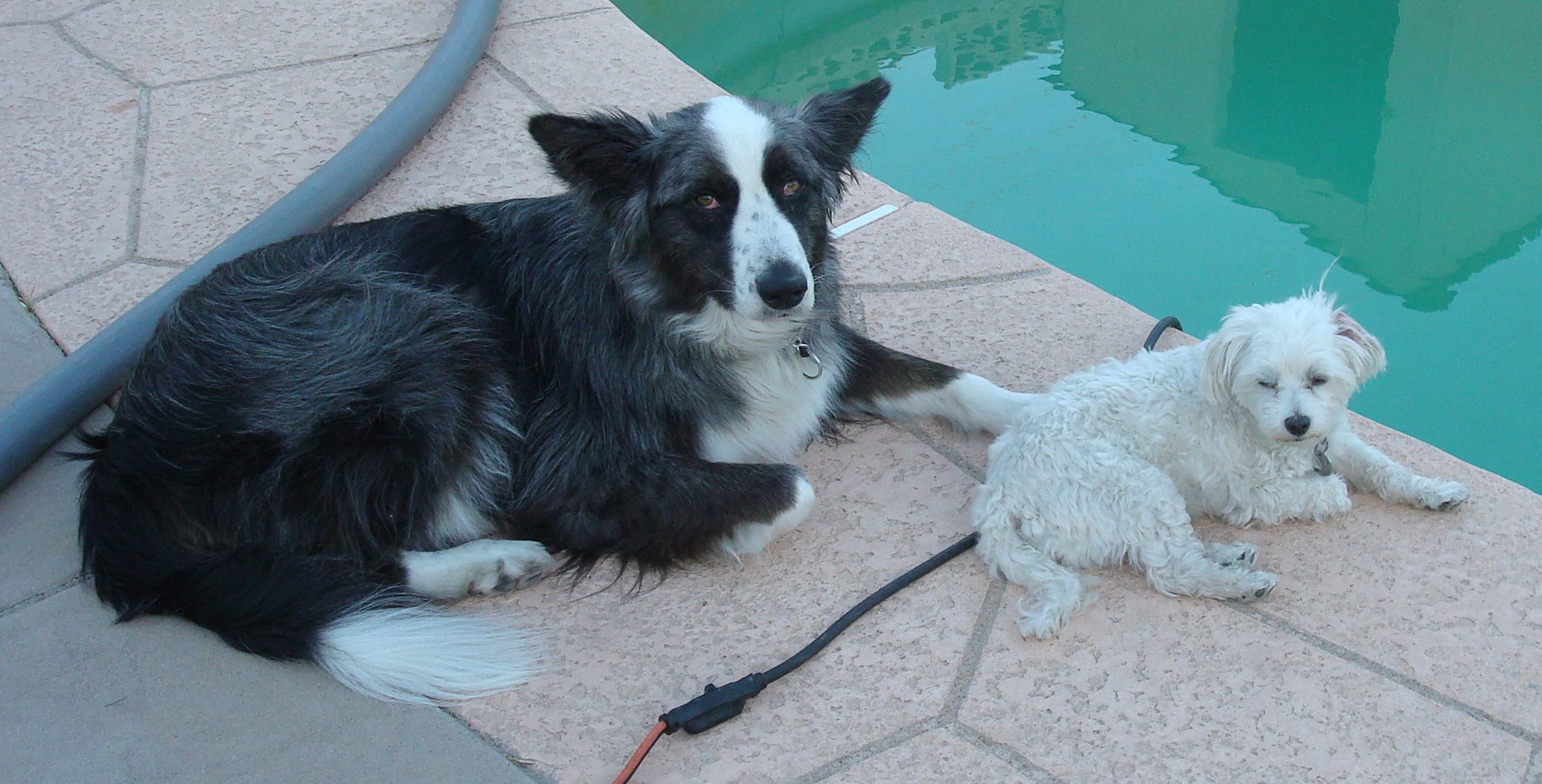 pooldraining01-dino&harley-cropped