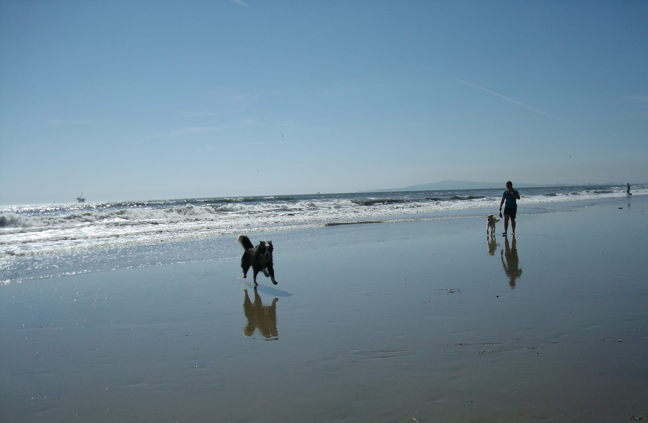 huntingtondogbeach-mar2011-79-dino