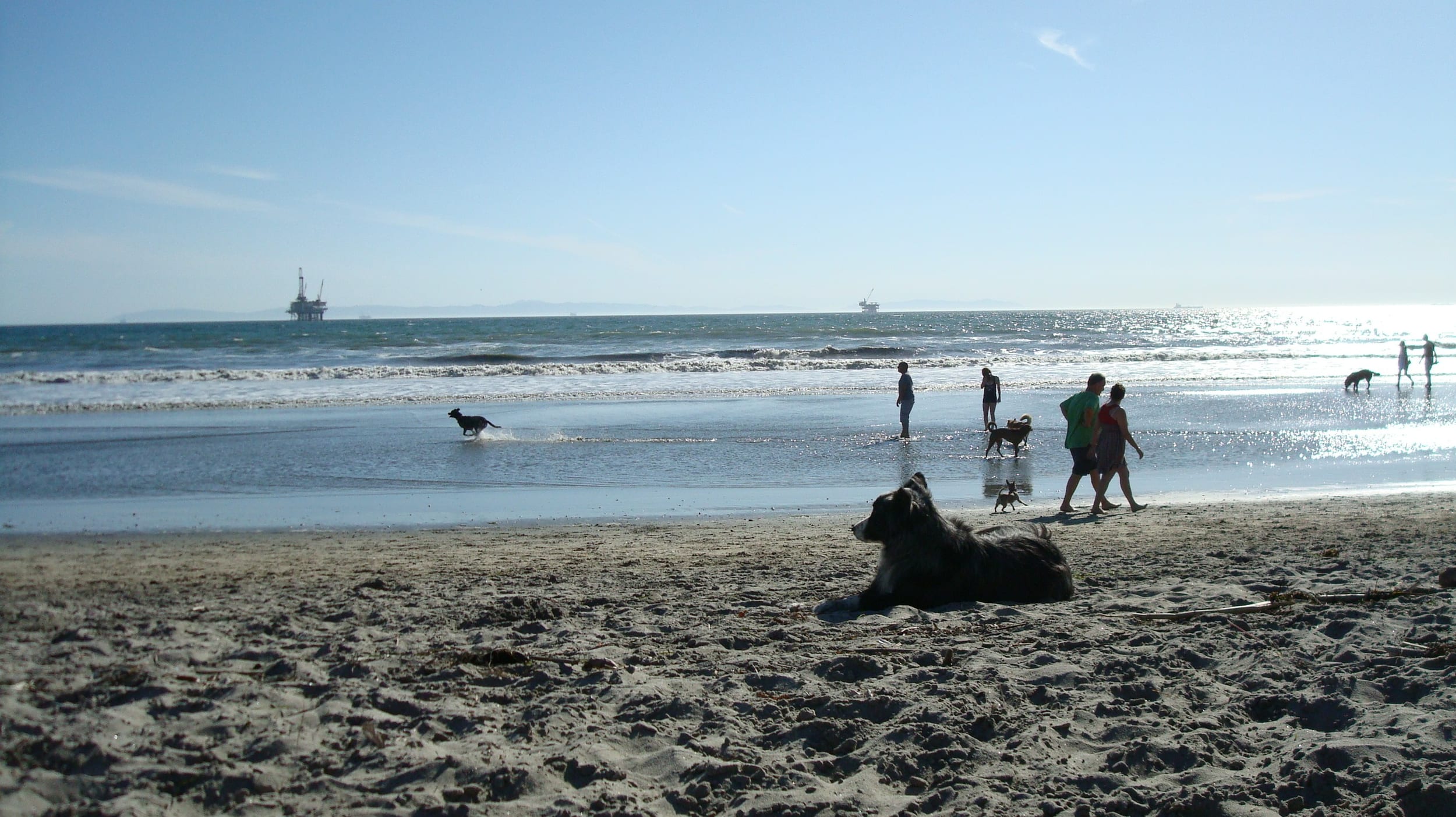 huntingtondogbeach-mar2011-89-dinoResting