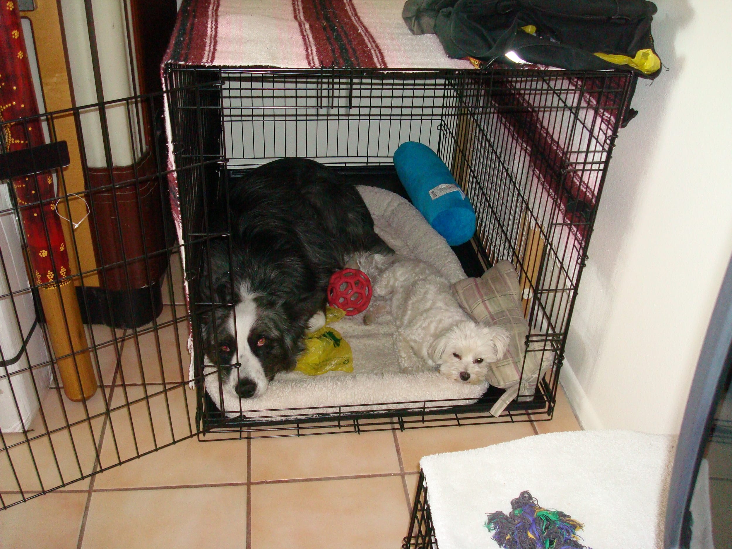 dino&harley-apr2010-3