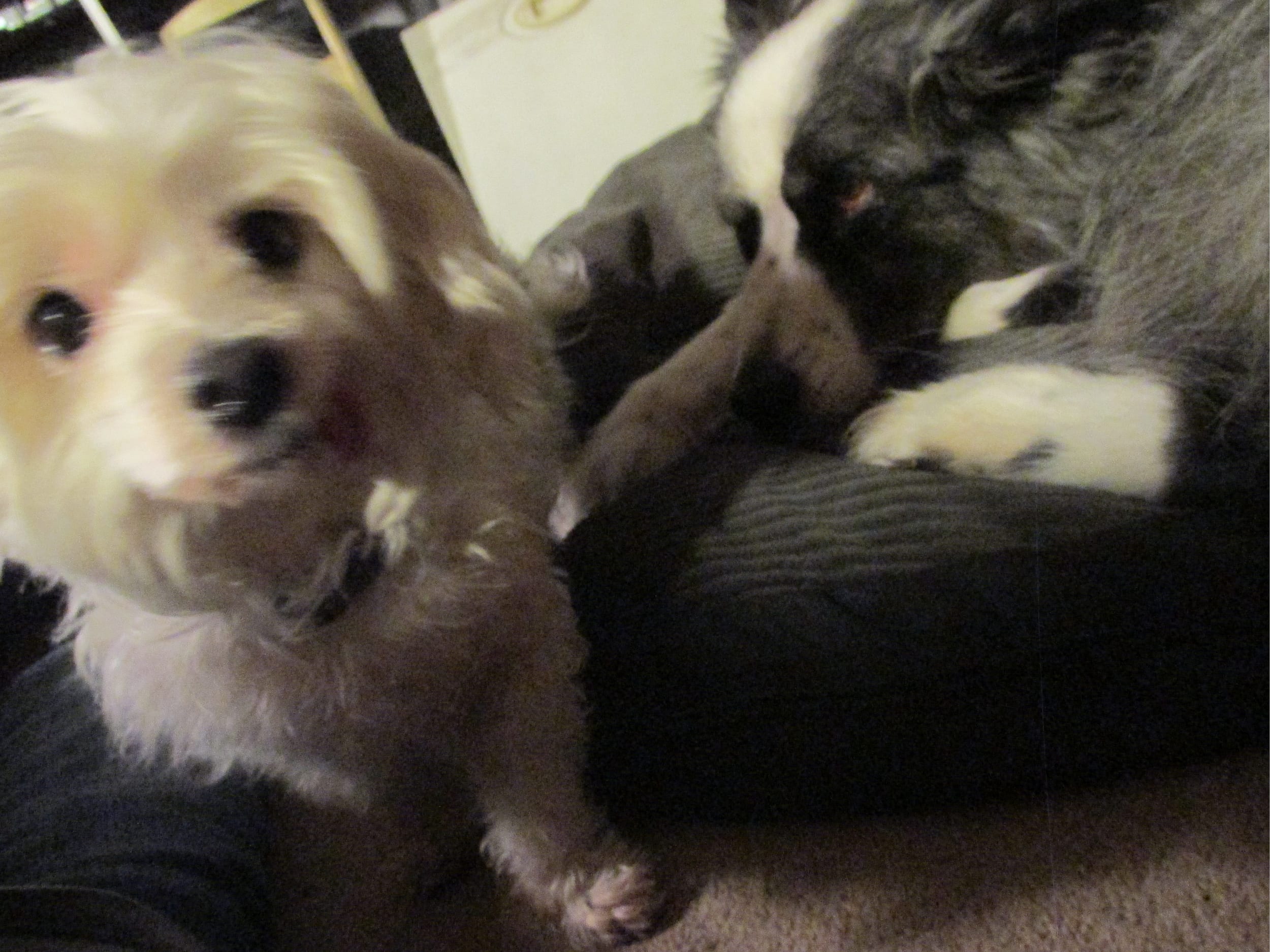 20170118-dino&harley-together07