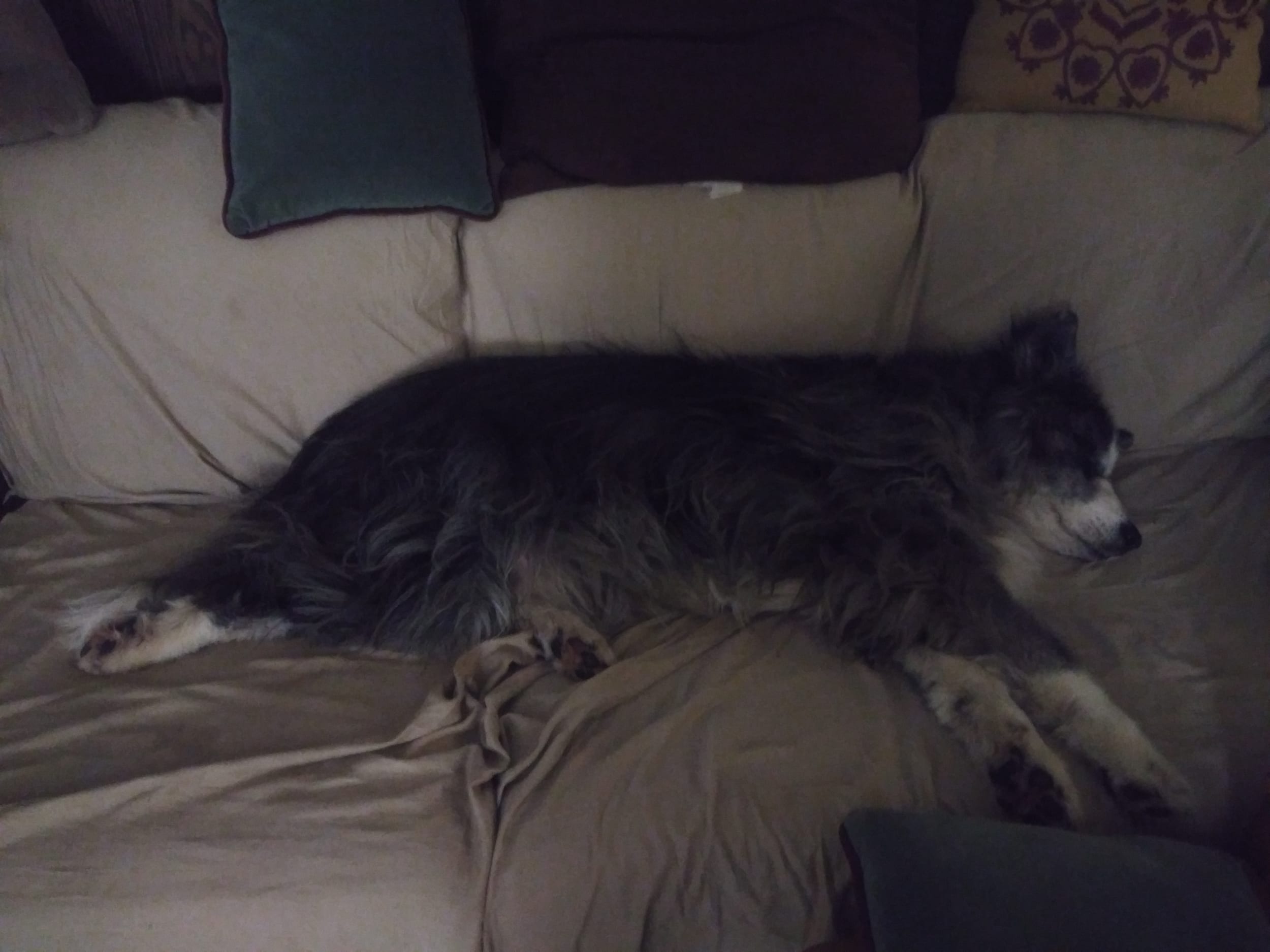 dinoSleeping20211109a