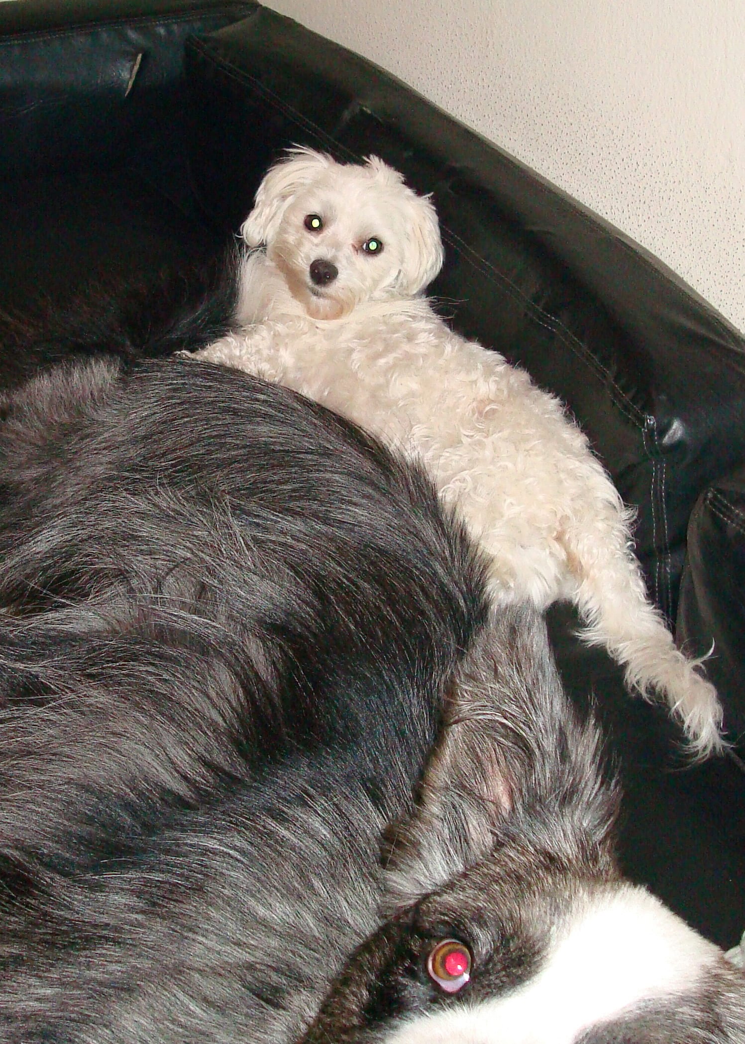 Dino&Harley-relaxing20090814