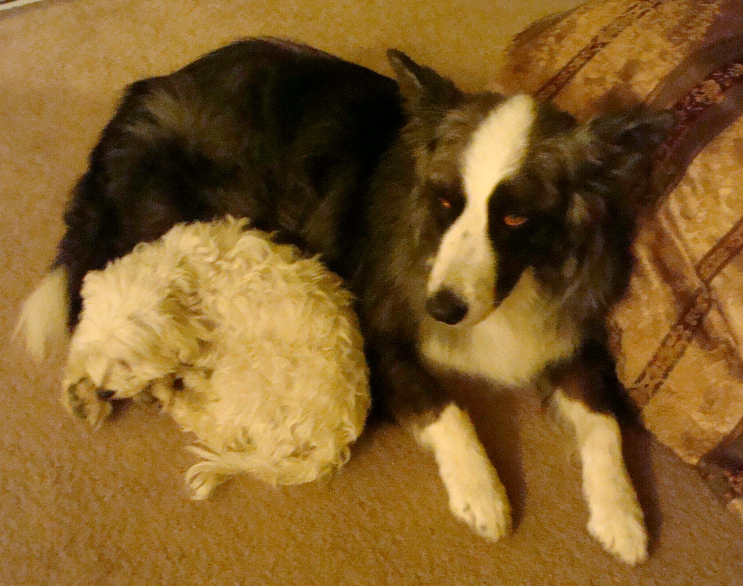 dino&harley-nov2011