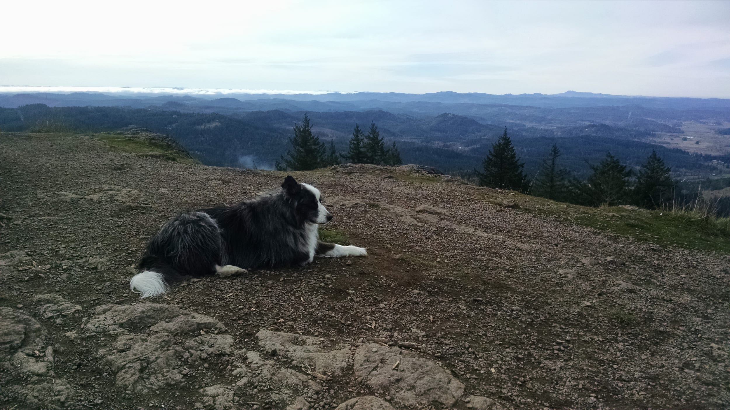 SpencersButte-dec2017-09-dino